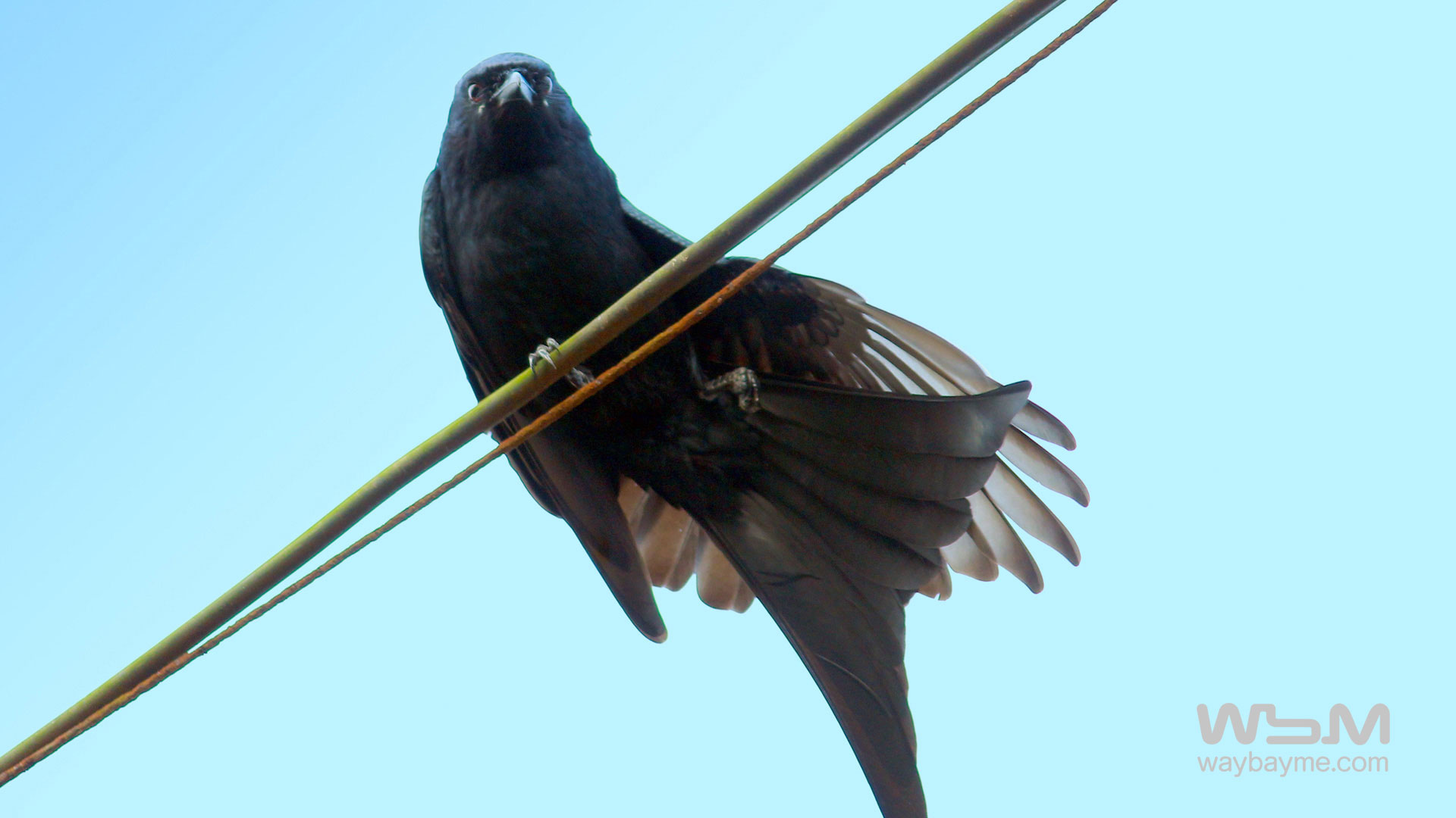 birds of Kerala, list of birds of Kerala, Birds of India, List of birds of India, Indian birds, Kerala birds, birds Kerala, India birds, Birds India, Thattakkad birds,