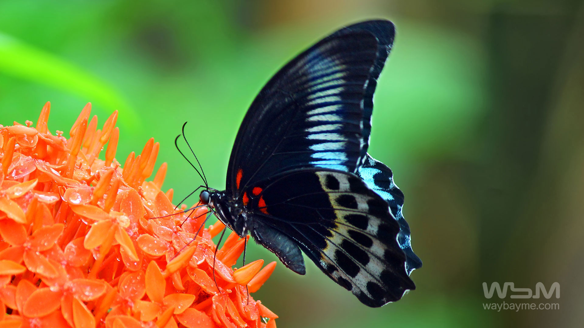 Butterflies, Kerala Butterflies, Butterflies of Kerala, Butterflies of India, Indian Butterflies, Kerala Butterflies, Photos of Butterflies, Butterflies photos, Butterfly Photos, Butterfly Malayalam names, Butterfly Images, Butterfly HD photos, Butterfly Photo, Kerala butterflies name, Kerala butterfly Name, Indian butterfly name, names of butterflies of India, names of butterflies of Kerala, Indian butterfly name, Malayalam butterfly names, butterfly name in Malayalam