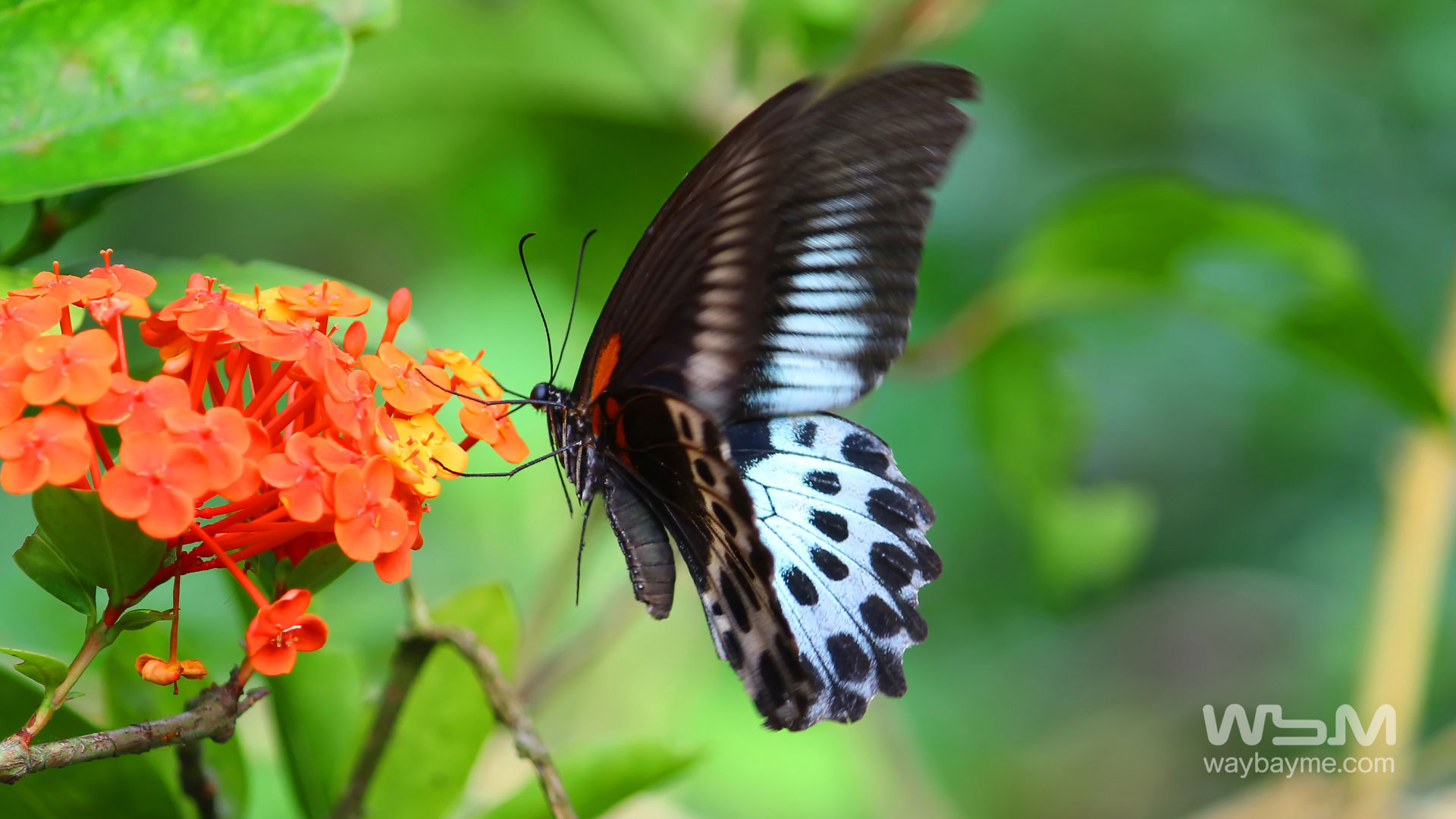 Butterflies, Kerala Butterflies, Butterflies of Kerala, Butterflies of India, Indian Butterflies, Kerala Butterflies, Photos of Butterflies, Butterflies photos, Butterfly Photos, Butterfly Malayalam names, Butterfly Images, Butterfly HD photos, Butterfly Photo, Kerala butterflies name, Kerala butterfly Name, Indian butterfly name, names of butterflies of India, names of butterflies of Kerala, Indian butterfly name, Malayalam butterfly names, butterfly name in Malayalam