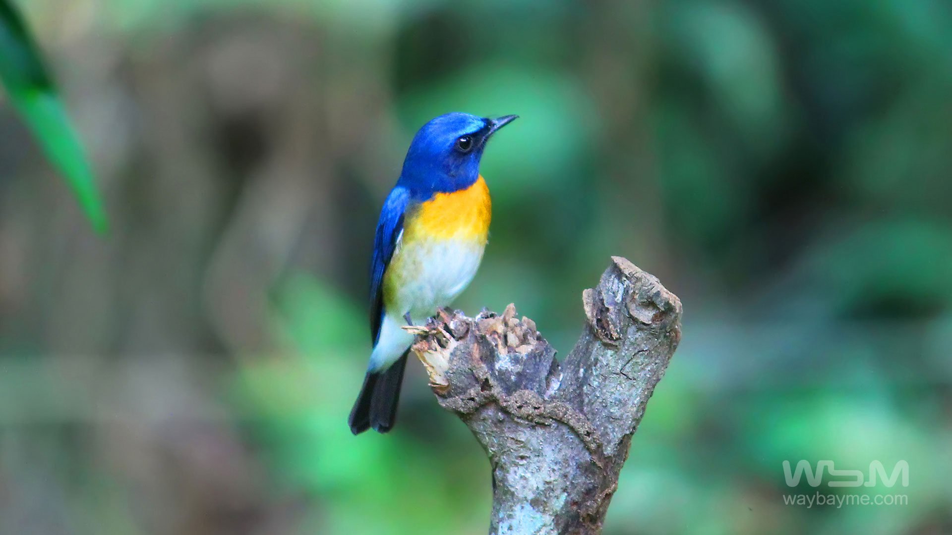 birds of Kerala, list of birds of Kerala, Birds of India, List of birds of India, Indian birds, Kerala birds, birds Kerala, India birds, Birds India, Thattakkad birds,