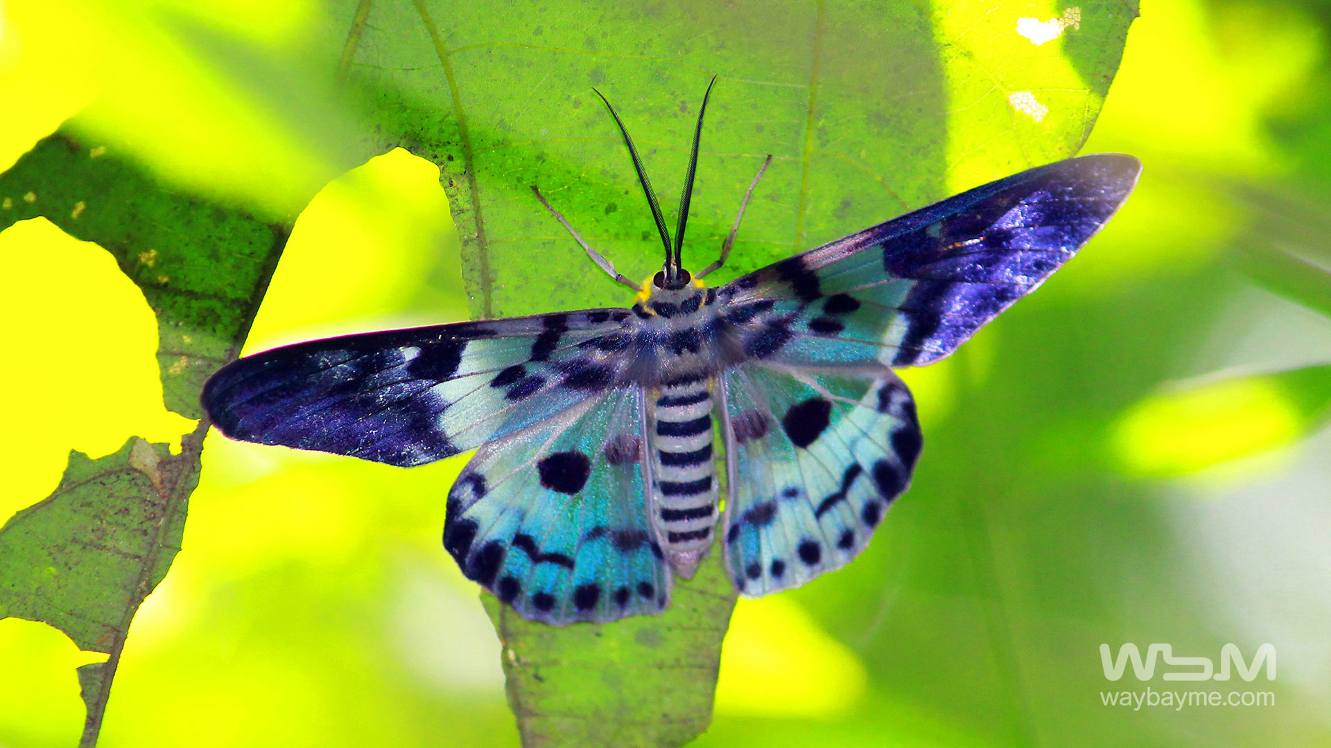 Butterflies, Kerala Butterflies, Butterflies of Kerala, Butterflies of India, Indian Butterflies, Kerala Butterflies, Photos of Butterflies, Butterflies photos, Butterfly Photos, Butterfly Malayalam names, Butterfly Images, Butterfly HD photos, Butterfly Photo, Kerala butterflies name, Kerala butterfly Name, Indian butterfly name, names of butterflies of India, names of butterflies of Kerala, Indian butterfly name, Malayalam butterfly names, butterfly name in Malayalam