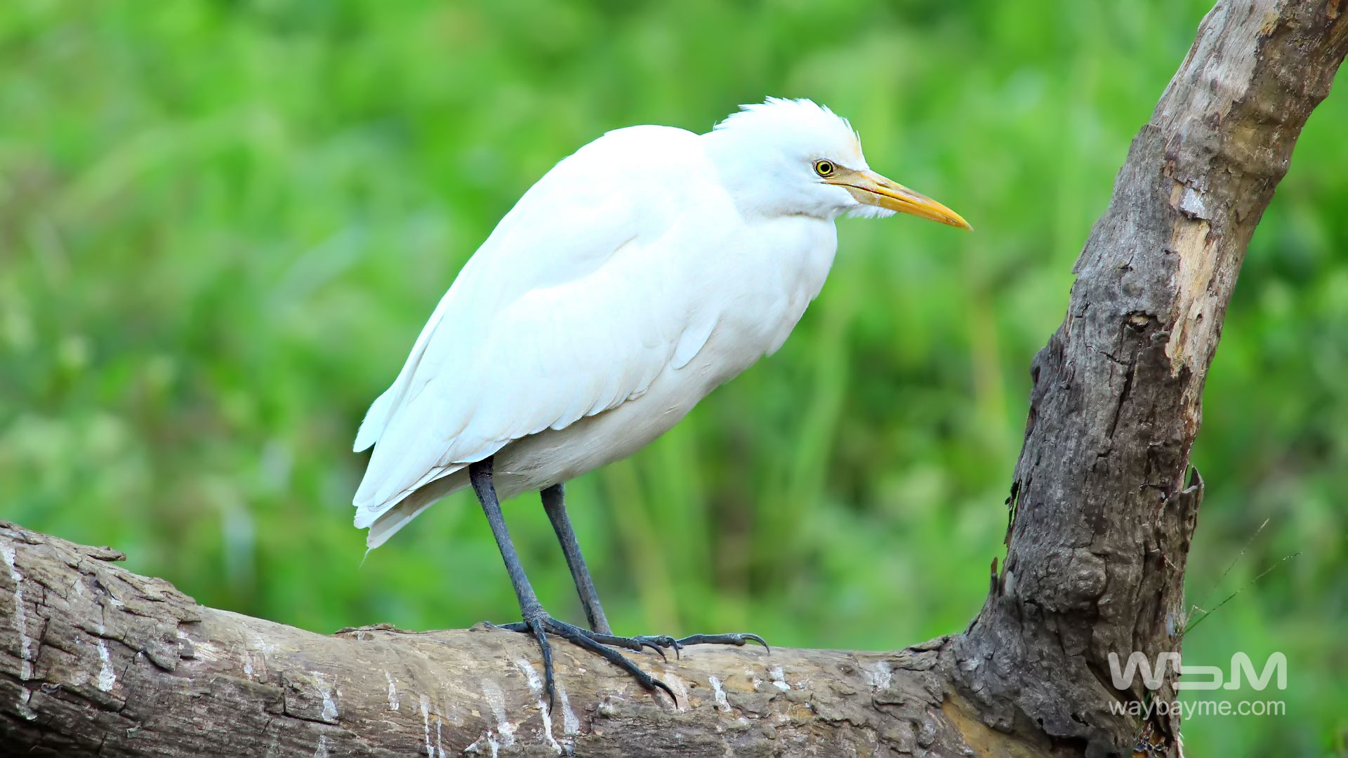 birds of Kerala, list of birds of Kerala, Birds of India, List of birds of India, Indian birds, Kerala birds, birds Kerala, India birds, Birds India, Thattakkad birds,