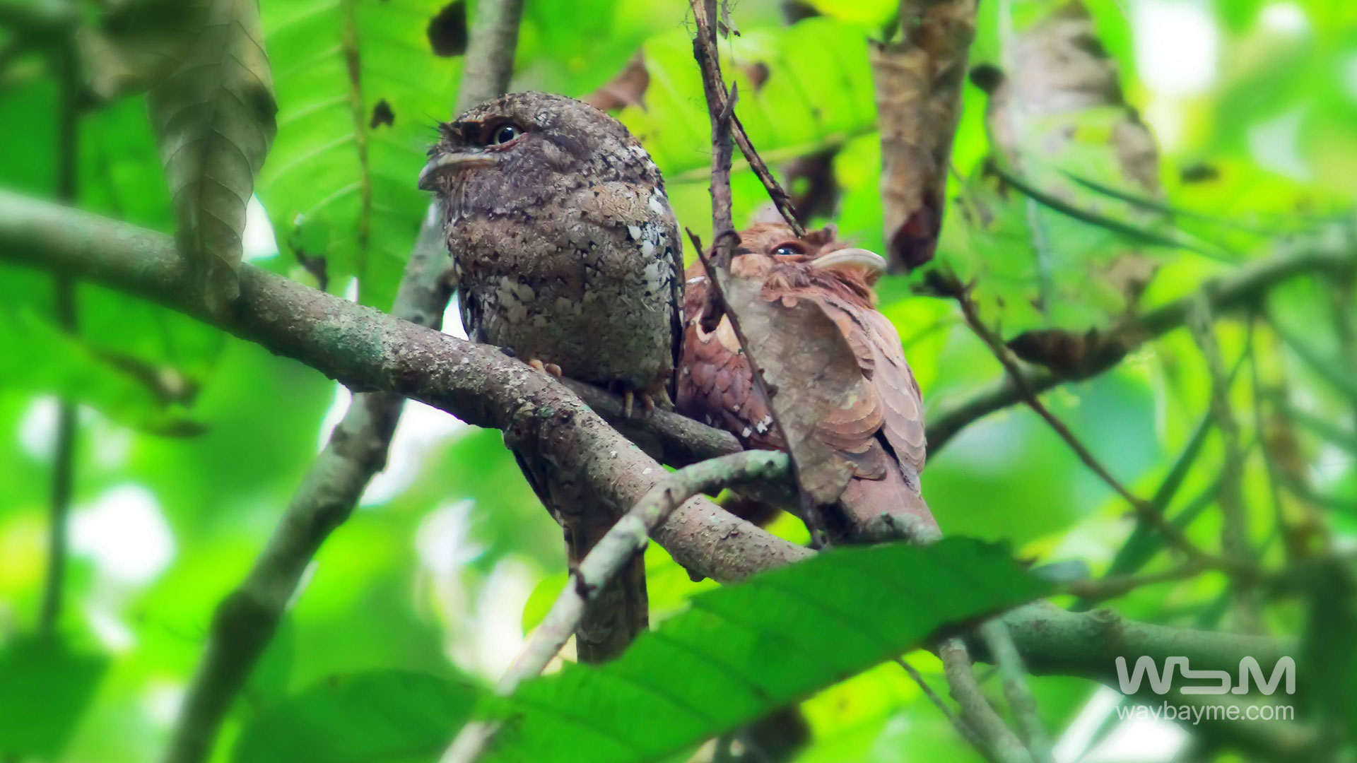 birds of Kerala, list of birds of Kerala, Birds of India, List of birds of India, Indian birds, Kerala birds, birds Kerala, India birds, Birds India, Thattakkad birds,