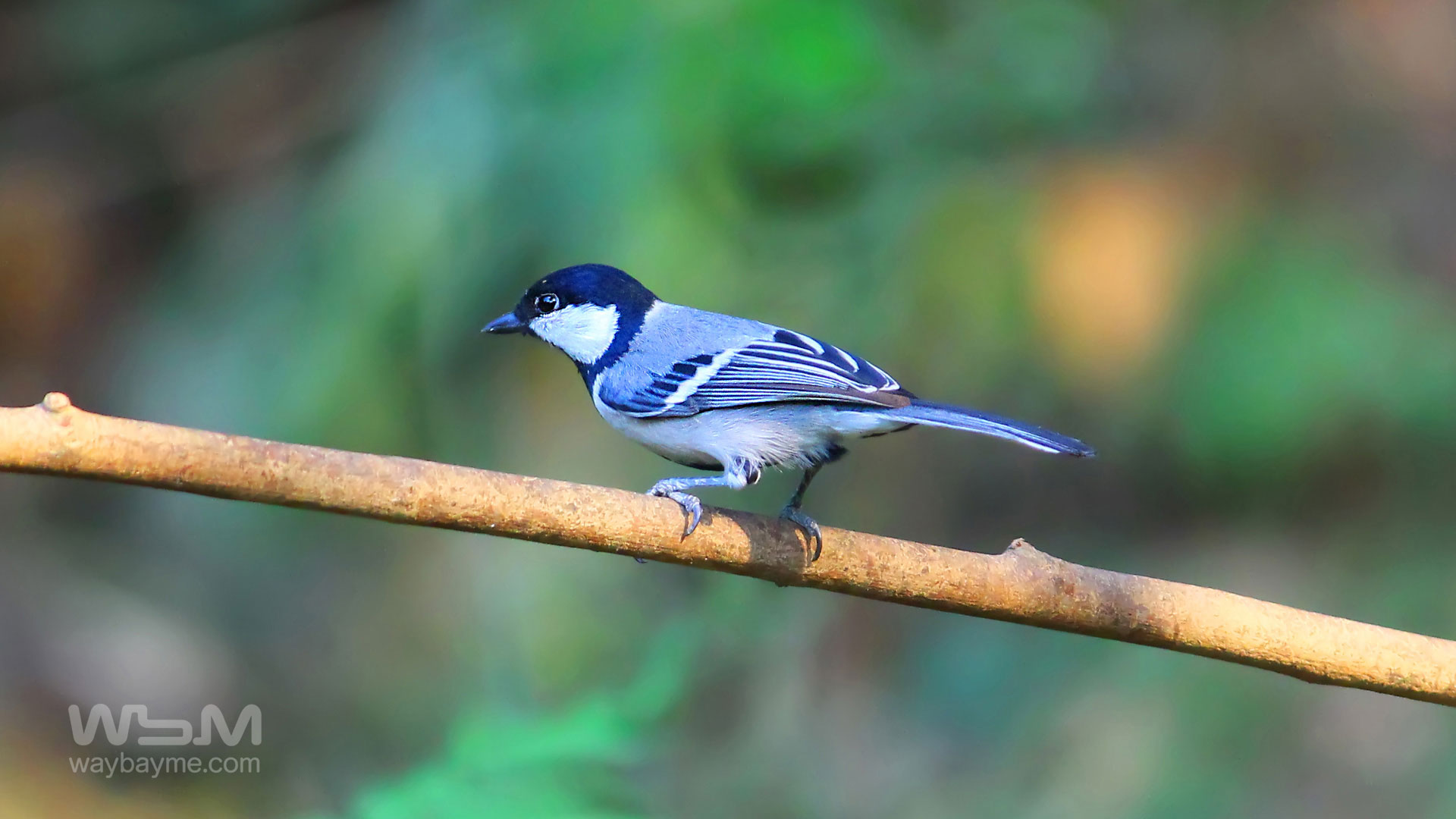 birds of Kerala, list of birds of Kerala, Birds of India, List of birds of India, Indian birds, Kerala birds, birds Kerala, India birds, Birds India, Thattakkad birds,