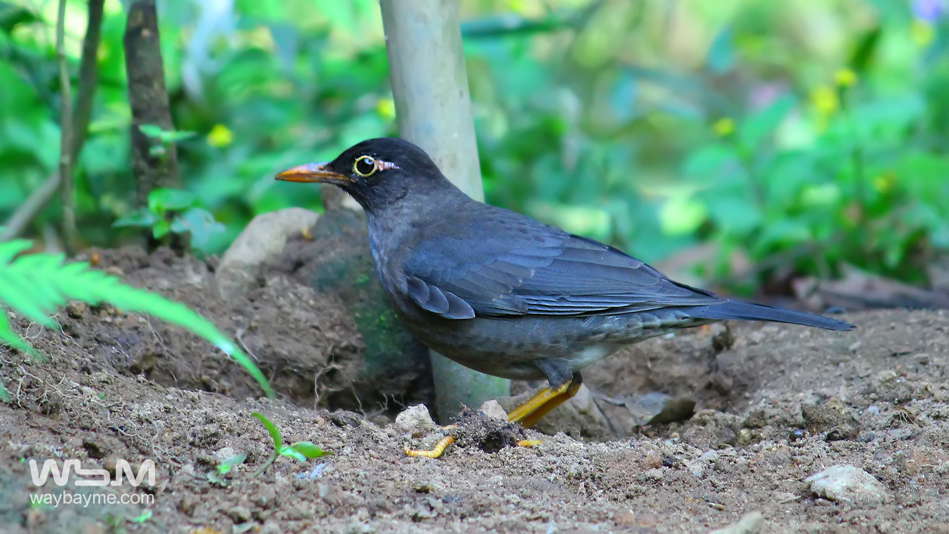 birds of Kerala, list of birds of Kerala, Birds of India, List of birds of India, Indian birds, Kerala birds, birds Kerala, India birds, Birds India, Thattakkad birds,