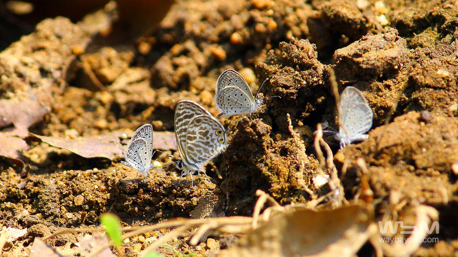 Butterflies, Kerala Butterflies, Butterflies of Kerala, Butterflies of India, Indian Butterflies, Kerala Butterflies, Photos of Butterflies, Butterflies photos, Butterfly Photos, Butterfly Malayalam names, Butterfly Images, Butterfly HD photos, Butterfly Photo, Kerala butterflies name, Kerala butterfly Name, Indian butterfly name, names of butterflies of India, names of butterflies of Kerala, Indian butterfly name, Malayalam butterfly names, butterfly name in Malayalam