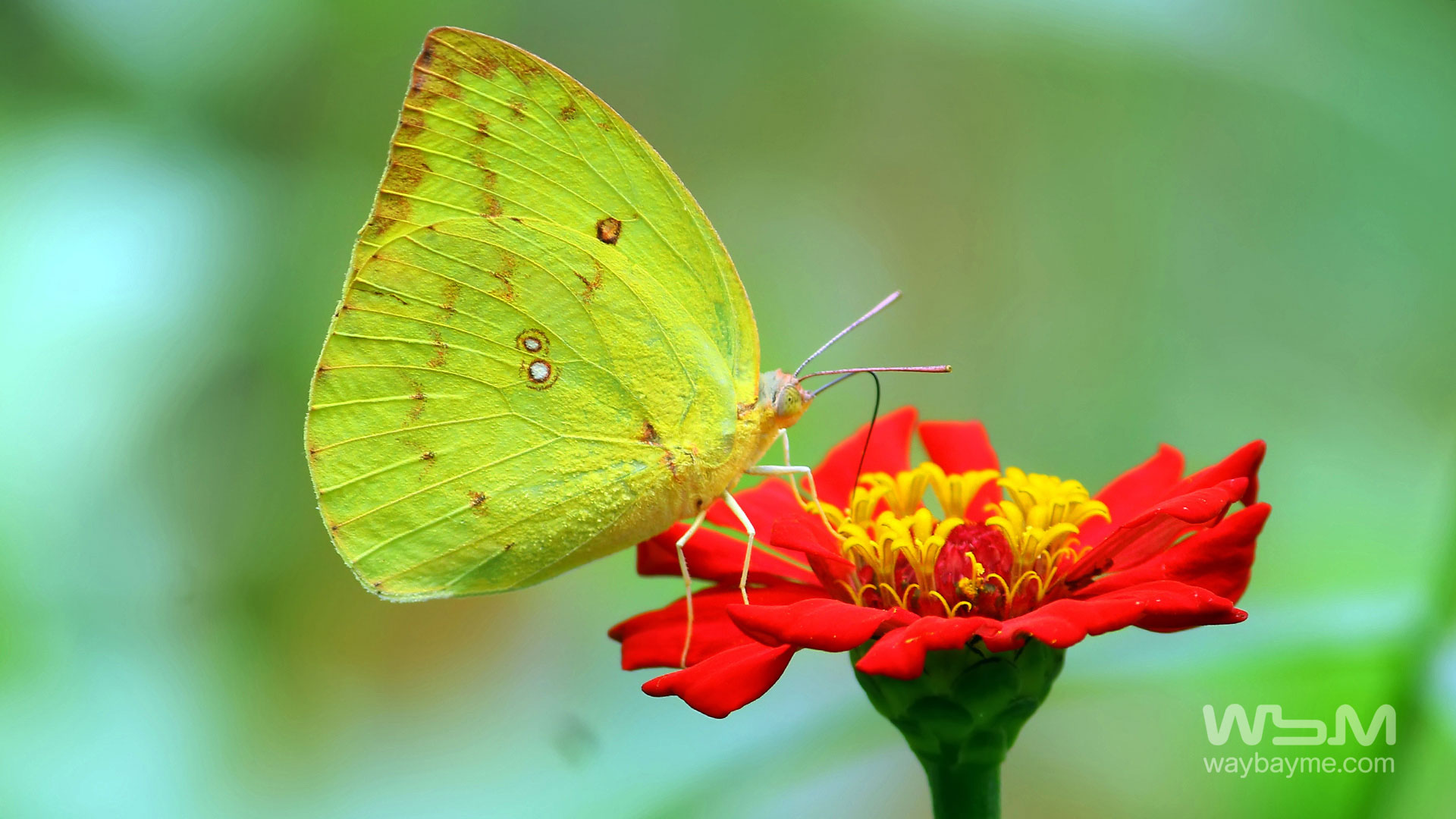 Butterflies, Kerala Butterflies, Butterflies of Kerala, Butterflies of India, Indian Butterflies, Kerala Butterflies, Photos of Butterflies, Butterflies photos, Butterfly Photos, Butterfly Malayalam names, Butterfly Images, Butterfly HD photos, Butterfly Photo, Kerala butterflies name, Kerala butterfly Name, Indian butterfly name, names of butterflies of India, names of butterflies of Kerala, Indian butterfly name, Malayalam butterfly names, butterfly name in Malayalam