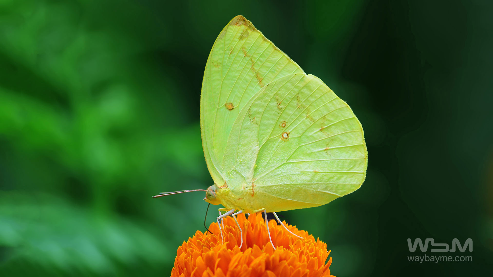 Butterflies, Kerala Butterflies, Butterflies of Kerala, Butterflies of India, Indian Butterflies, Kerala Butterflies, Photos of Butterflies, Butterflies photos, Butterfly Photos, Butterfly Malayalam names, Butterfly Images, Butterfly HD photos, Butterfly Photo, Kerala butterflies name, Kerala butterfly Name, Indian butterfly name, names of butterflies of India, names of butterflies of Kerala, Indian butterfly name, Malayalam butterfly names, butterfly name in Malayalam