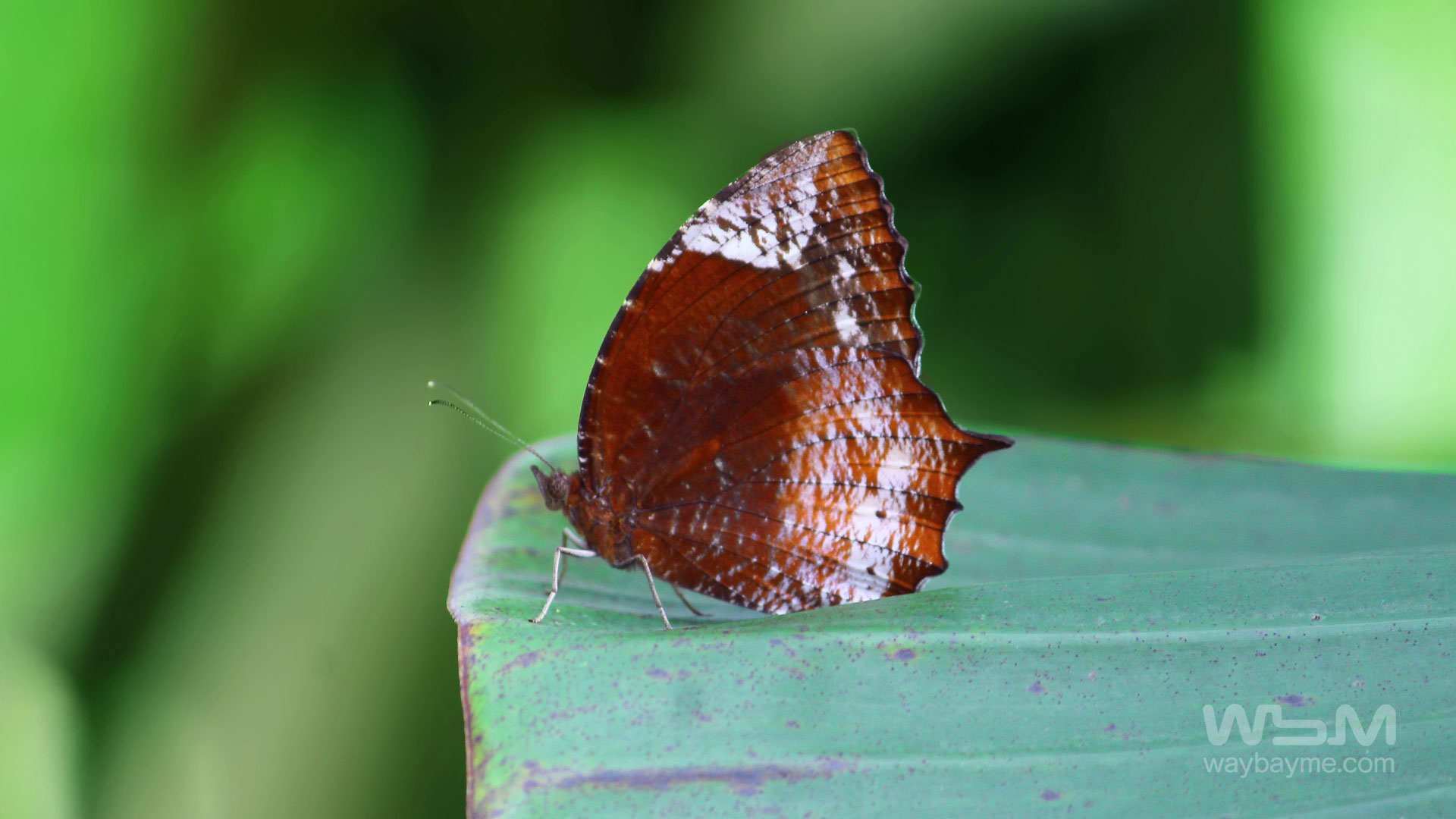 Butterflies, Kerala Butterflies, Butterflies of Kerala, Butterflies of India, Indian Butterflies, Kerala Butterflies, Photos of Butterflies, Butterflies photos, Butterfly Photos, Butterfly Malayalam names, Butterfly Images, Butterfly HD photos, Butterfly Photo, Kerala butterflies name, Kerala butterfly Name, Indian butterfly name, names of butterflies of India, names of butterflies of Kerala, Indian butterfly name, Malayalam butterfly names, butterfly name in Malayalam