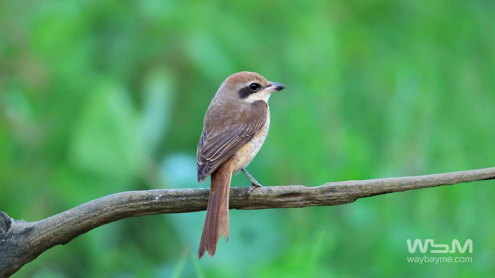 birds of Kerala, list of birds of Kerala, Birds of India, List of birds of India, Indian birds, Kerala birds, birds Kerala, India birds, Birds India, Thattakkad birds,