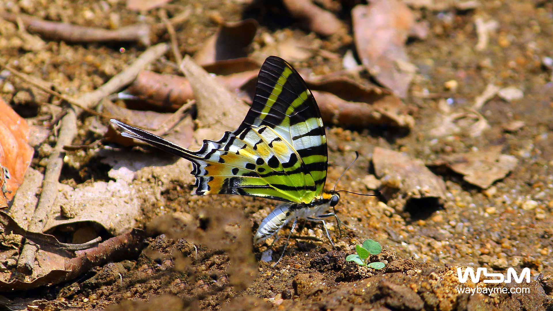 Butterflies, Kerala Butterflies, Butterflies of Kerala, Butterflies of India, Indian Butterflies, Kerala Butterflies, Photos of Butterflies, Butterflies photos, Butterfly Photos, Butterfly Malayalam names, Butterfly Images, Butterfly HD photos, Butterfly Photo, Kerala butterflies name, Kerala butterfly Name, Indian butterfly name, names of butterflies of India, names of butterflies of Kerala, Indian butterfly name, Malayalam butterfly names, butterfly name in Malayalam