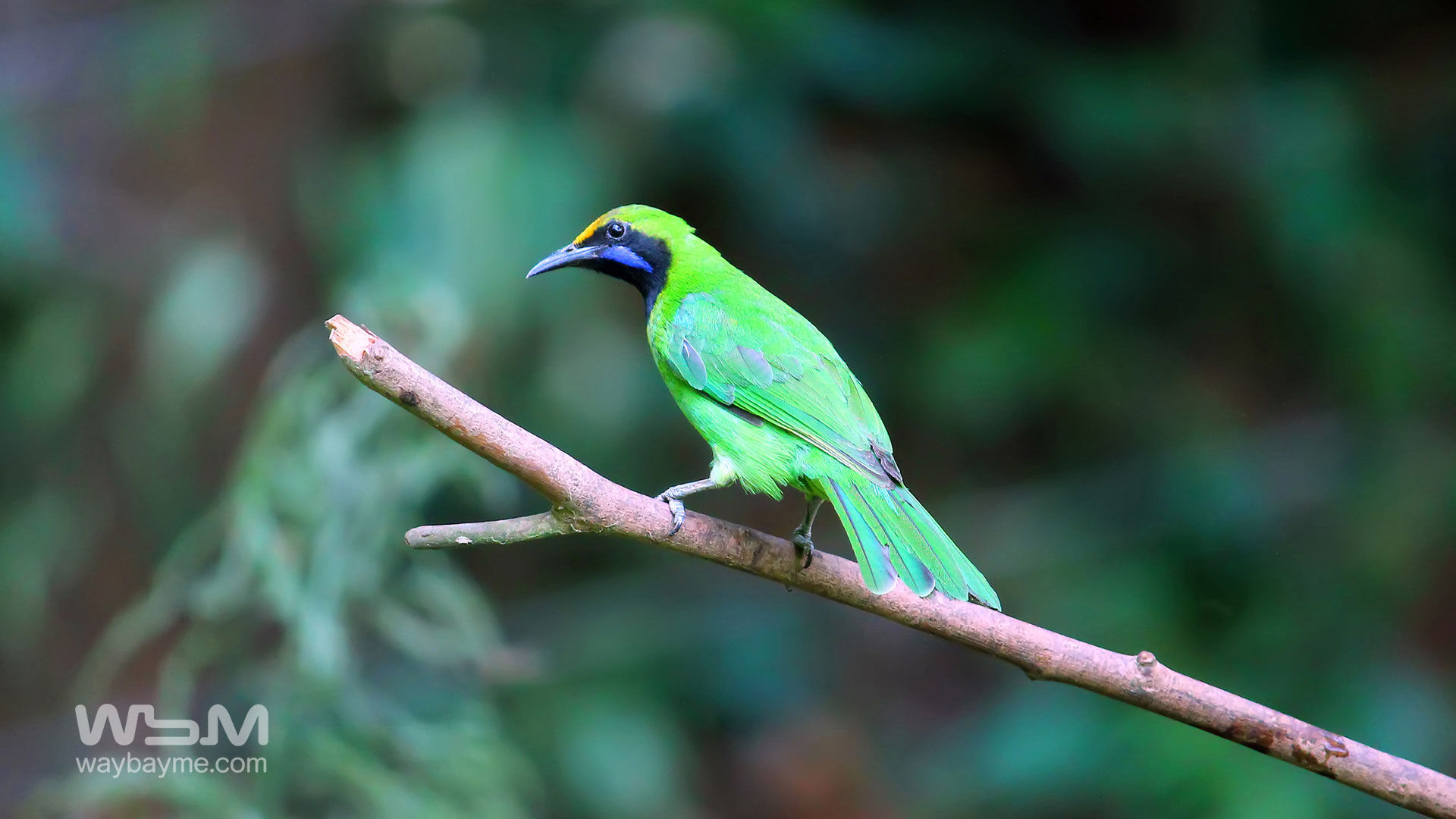 birds of Kerala, list of birds of Kerala, Birds of India, List of birds of India, Indian birds, Kerala birds, birds Kerala, India birds, Birds India, Thattakkad birds,