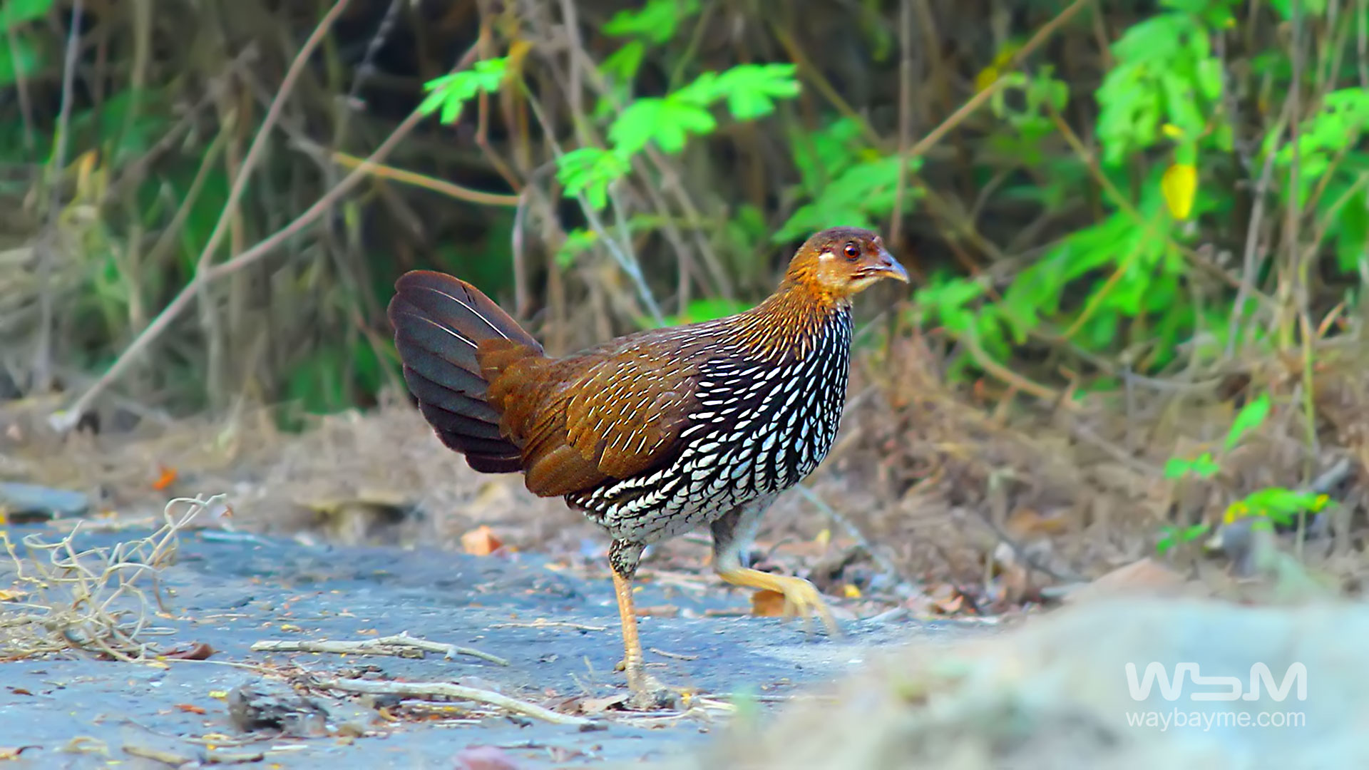 birds of Kerala, list of birds of Kerala, Birds of India, List of birds of India, Indian birds, Kerala birds, birds Kerala, India birds, Birds India, Thattakkad birds,