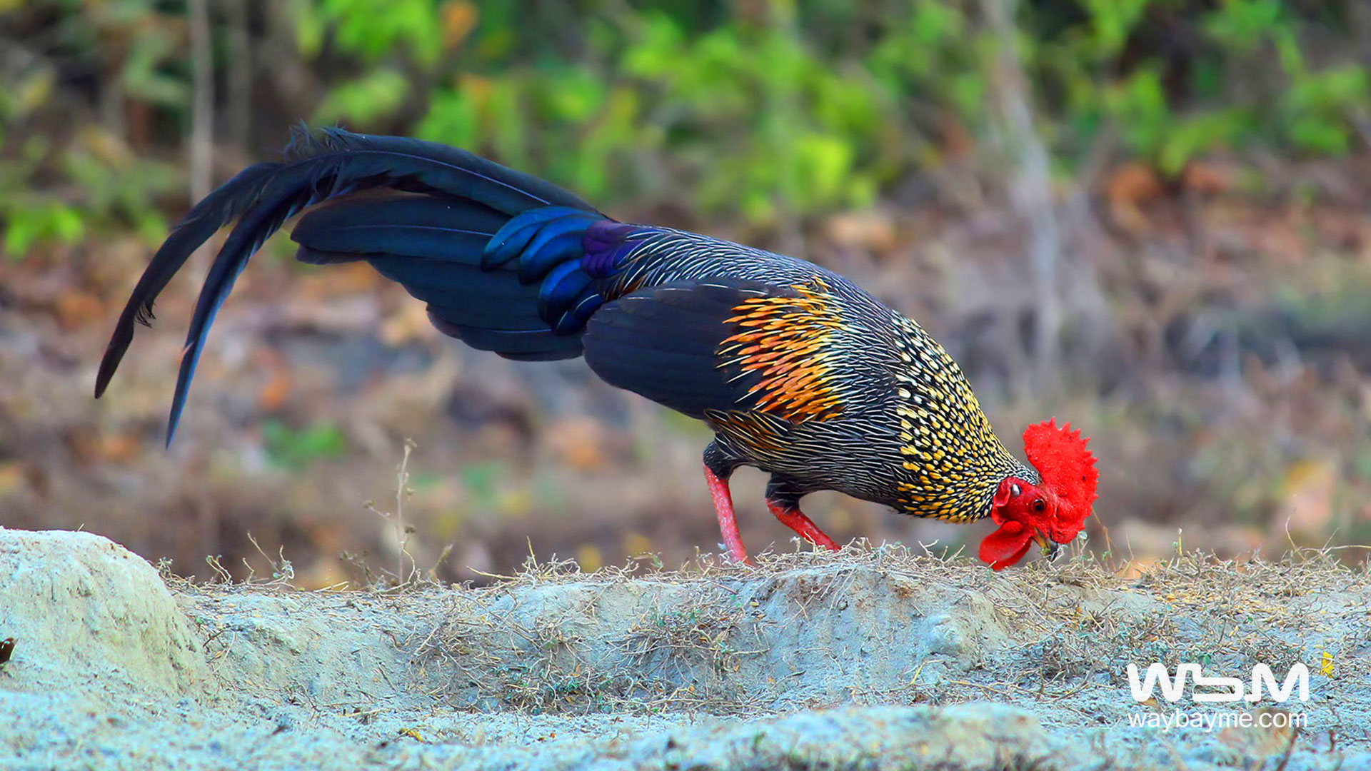 birds of Kerala, list of birds of Kerala, Birds of India, List of birds of India, Indian birds, Kerala birds, birds Kerala, India birds, Birds India, Thattakkad birds,