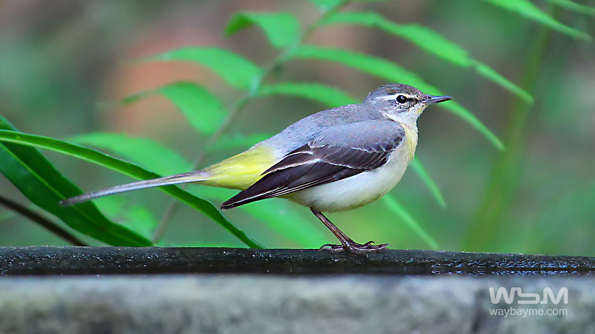 birds of Kerala, list of birds of Kerala, Birds of India, List of birds of India, Indian birds, Kerala birds, birds Kerala, India birds, Birds India, Thattakkad birds,