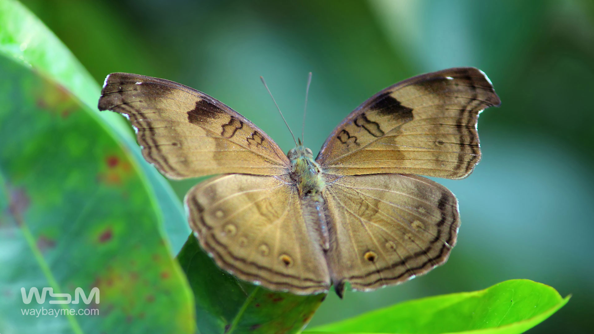 Butterflies, Kerala Butterflies, Butterflies of Kerala, Butterflies of India, Indian Butterflies, Kerala Butterflies, Photos of Butterflies, Butterflies photos, Butterfly Photos, Butterfly Malayalam names, Butterfly Images, Butterfly HD photos, Butterfly Photo, Kerala butterflies name, Kerala butterfly Name, Indian butterfly name, names of butterflies of India, names of butterflies of Kerala, Indian butterfly name, Malayalam butterfly names, butterfly name in Malayalam