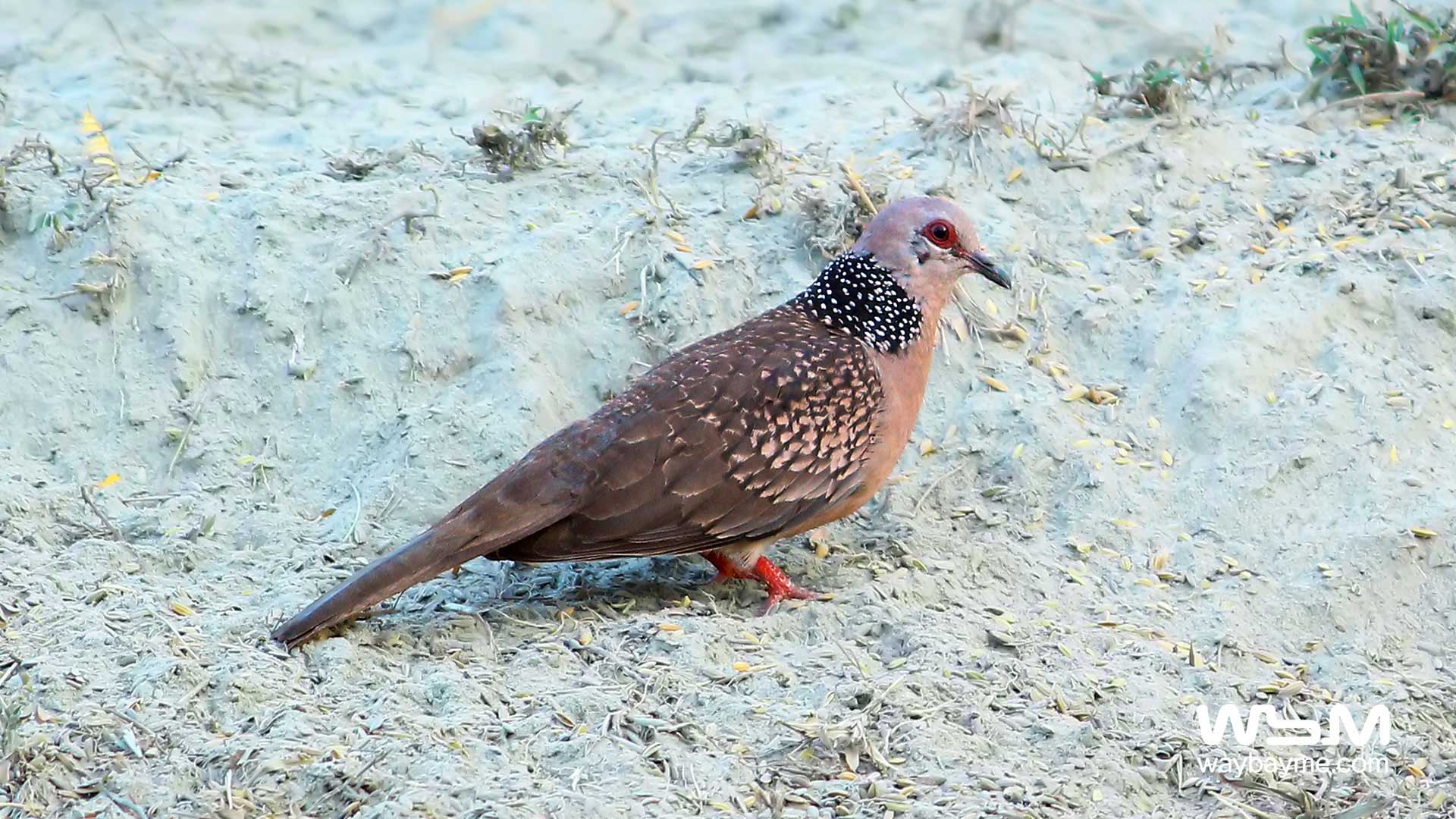 birds of Kerala, list of birds of Kerala, Birds of India, List of birds of India, Indian birds, Kerala birds, birds Kerala, India birds, Birds India, Thattakkad birds,