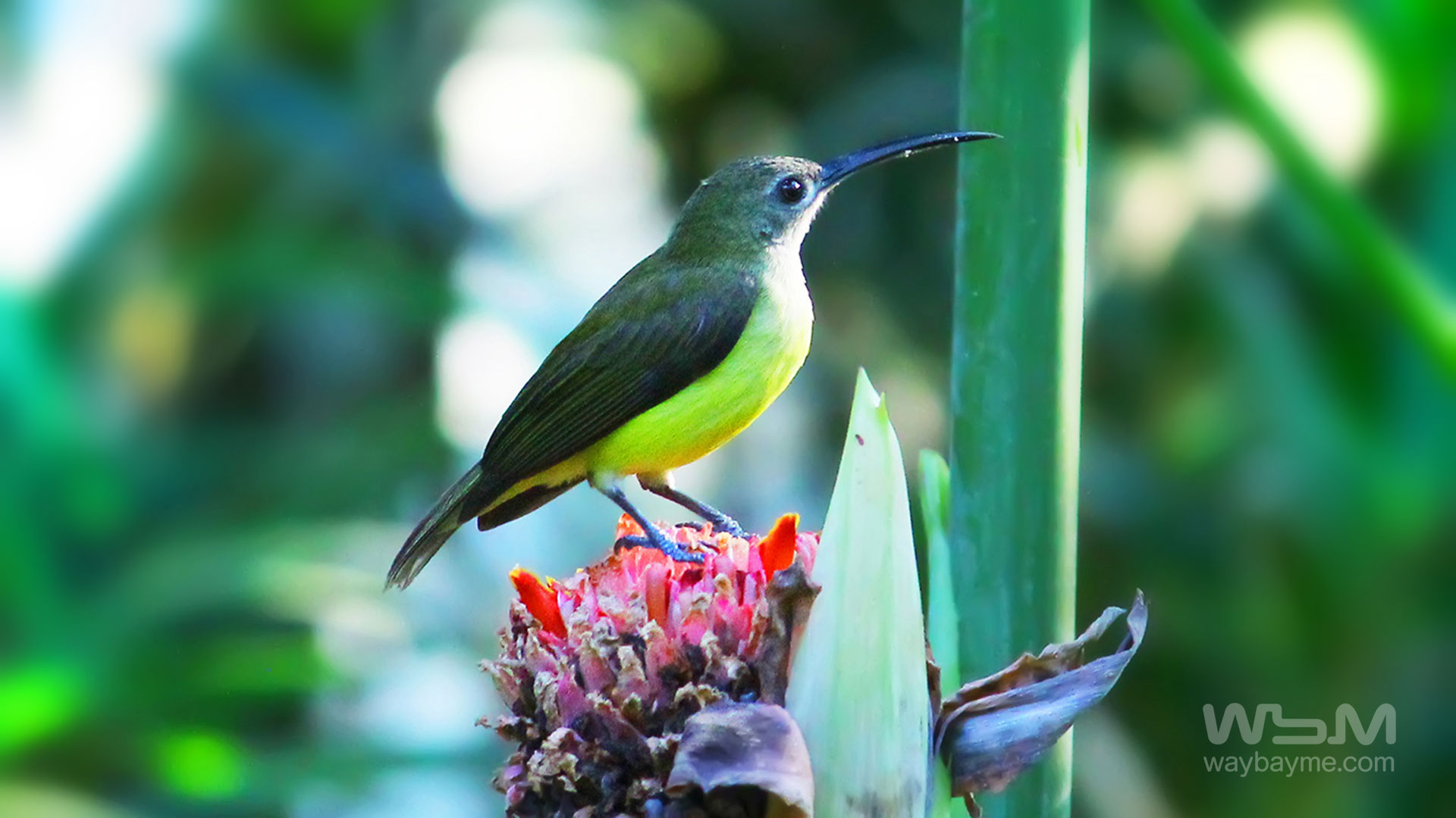 birds of Kerala, list of birds of Kerala, Birds of India, List of birds of India, Indian birds, Kerala birds, birds Kerala, India birds, Birds India, Thattakkad birds,