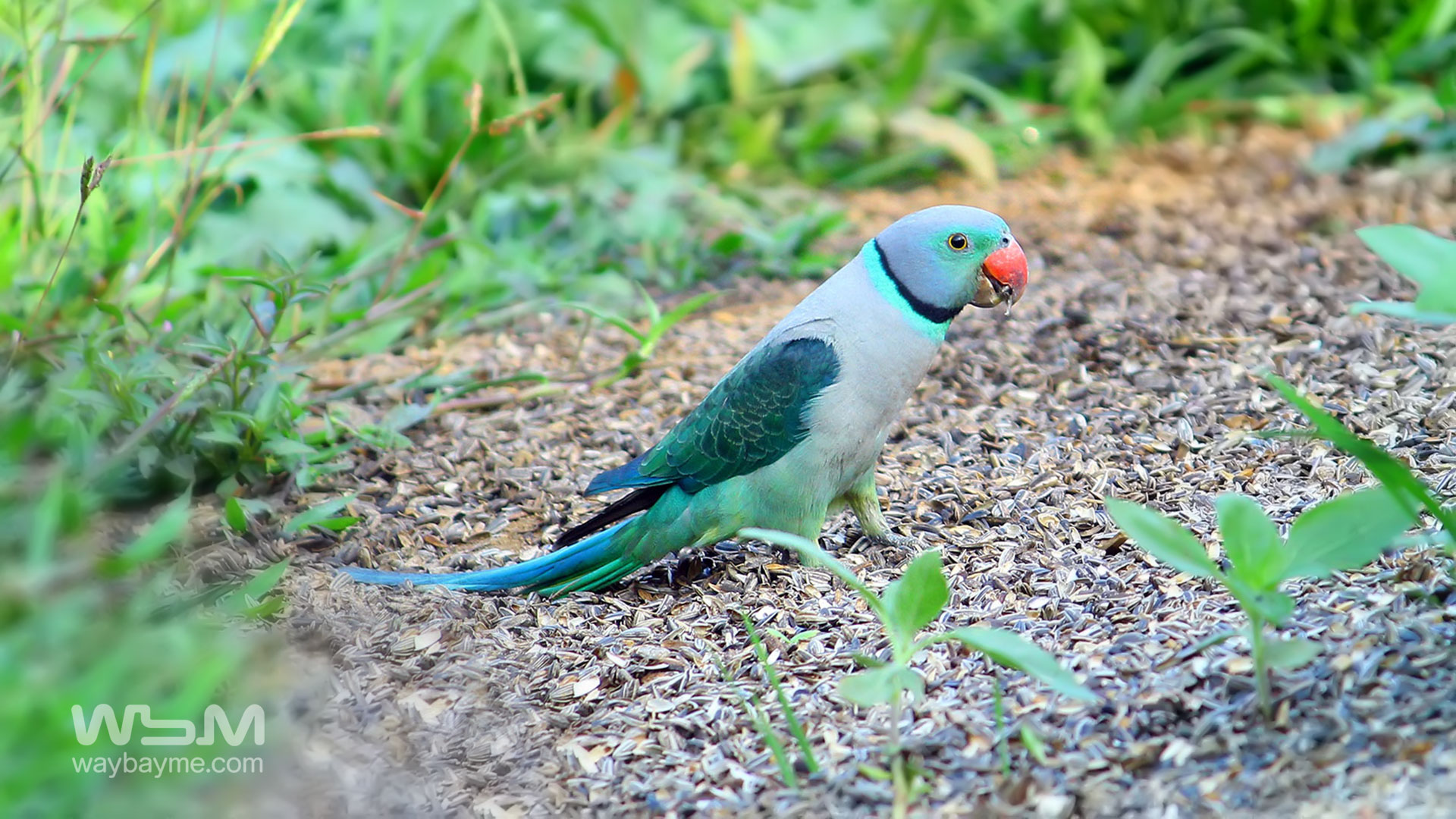 birds of Kerala, list of birds of Kerala, Birds of India, List of birds of India, Indian birds, Kerala birds, birds Kerala, India birds, Birds India, Thattakkad birds,