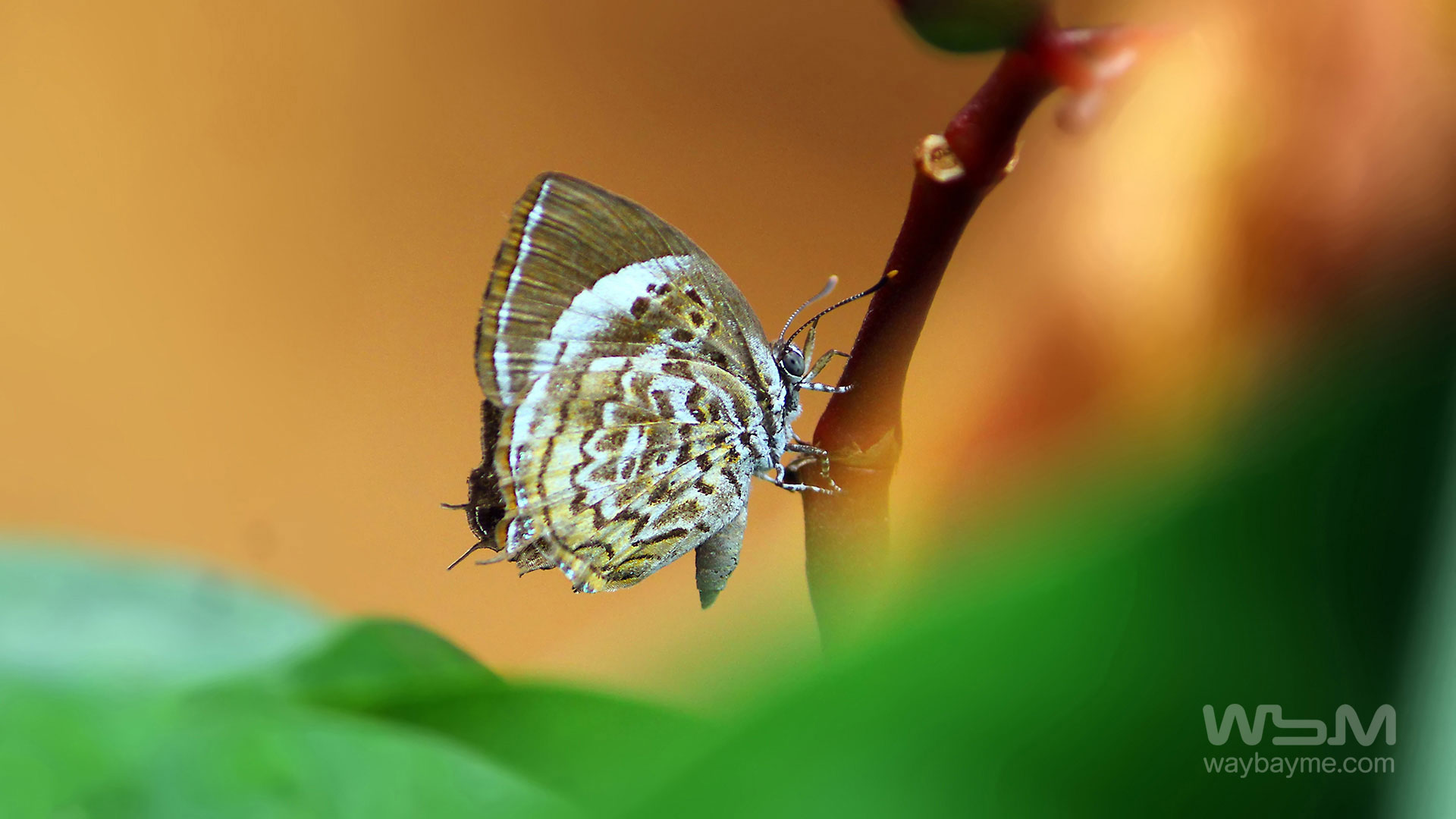 Butterflies, Kerala Butterflies, Butterflies of Kerala, Butterflies of India, Indian Butterflies, Kerala Butterflies, Photos of Butterflies, Butterflies photos, Butterfly Photos, Butterfly Malayalam names, Butterfly Images, Butterfly HD photos, Butterfly Photo, Kerala butterflies name, Kerala butterfly Name, Indian butterfly name, names of butterflies of India, names of butterflies of Kerala, Indian butterfly name, Malayalam butterfly names, butterfly name in Malayalam