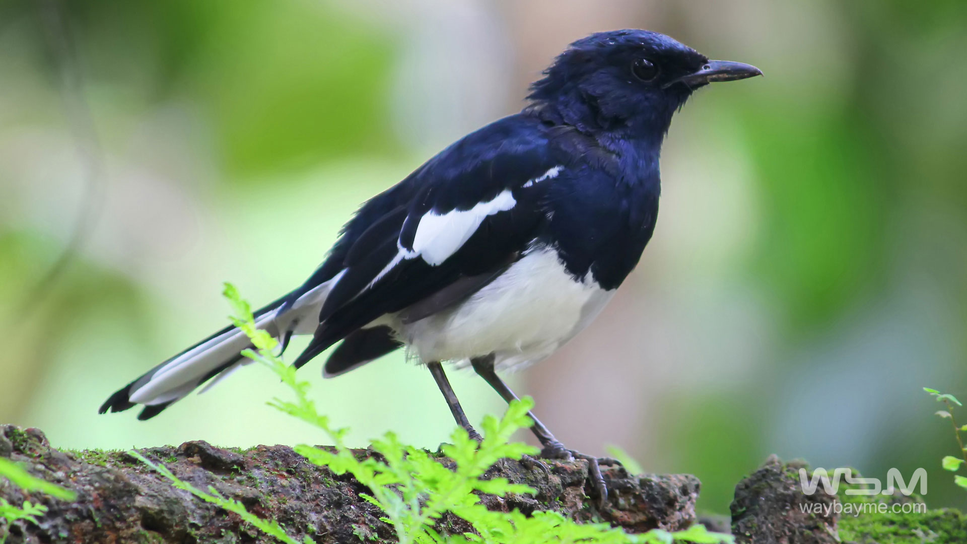 birds of Kerala, list of birds of Kerala, Birds of India, List of birds of India, Indian birds, Kerala birds, birds Kerala, India birds, Birds India, Thattakkad birds,