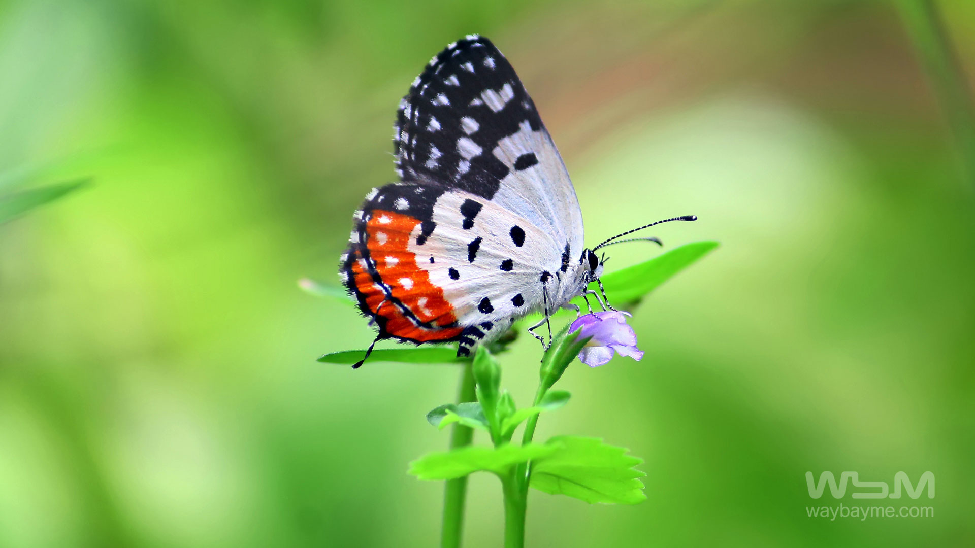 Butterflies, Kerala Butterflies, Butterflies of Kerala, Butterflies of India, Indian Butterflies, Kerala Butterflies, Photos of Butterflies, Butterflies photos, Butterfly Photos, Butterfly Malayalam names, Butterfly Images, Butterfly HD photos, Butterfly Photo, Kerala butterflies name, Kerala butterfly Name, Indian butterfly name, names of butterflies of India, names of butterflies of Kerala, Indian butterfly name, Malayalam butterfly names, butterfly name in Malayalam