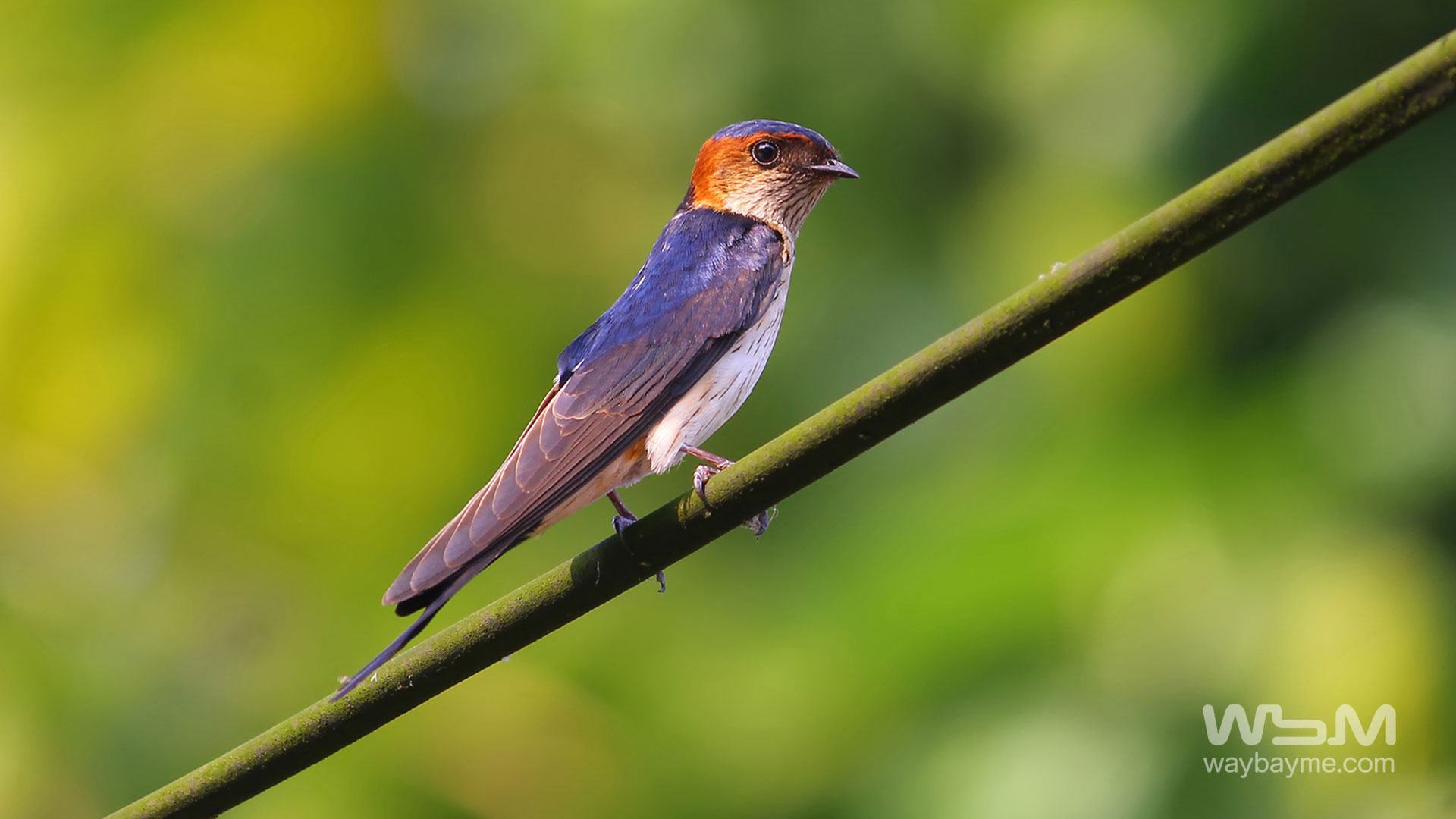 birds of Kerala, list of birds of Kerala, Birds of India, List of birds of India, Indian birds, Kerala birds, birds Kerala, India birds, Birds India, Thattakkad birds,