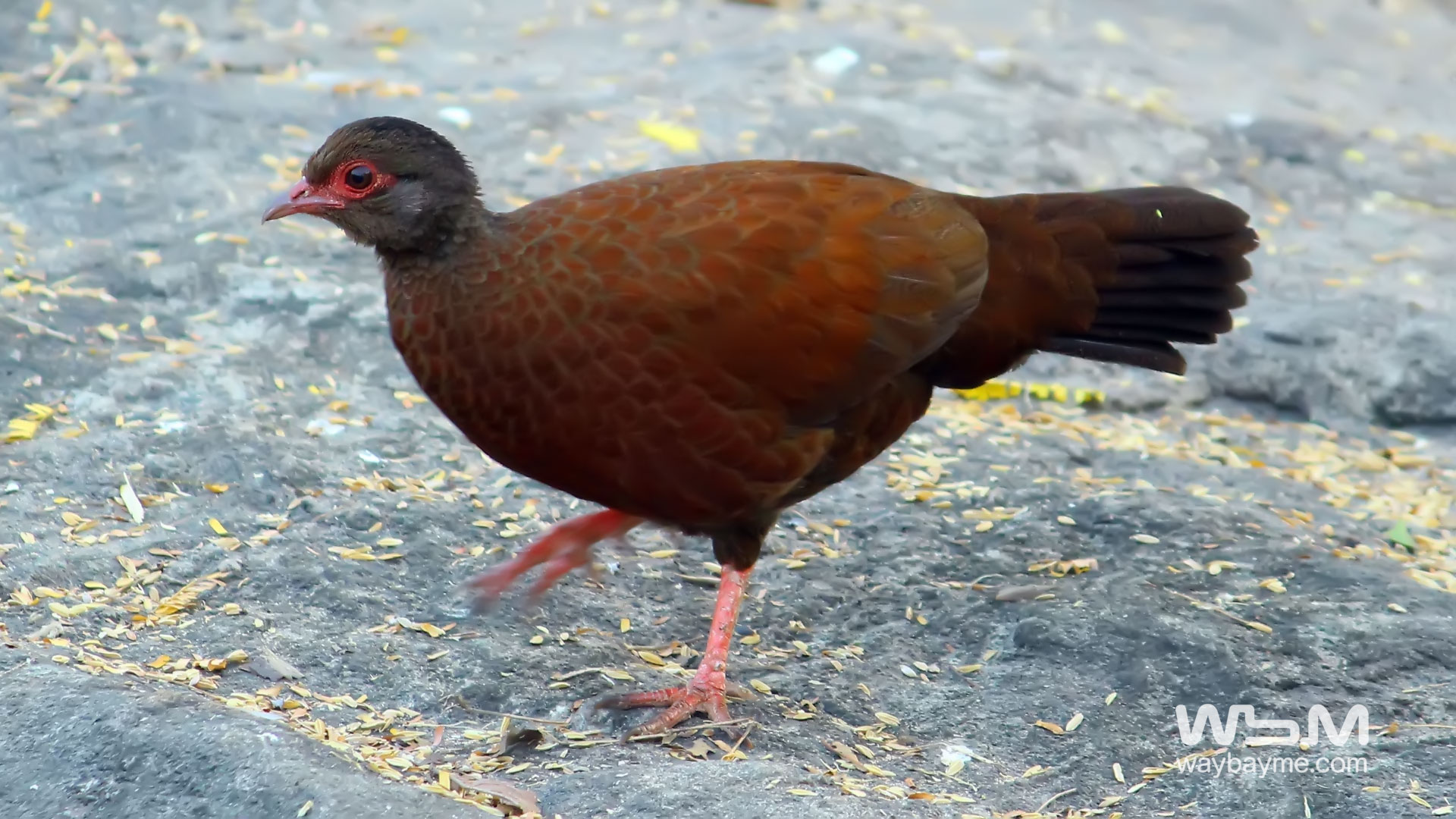 birds of Kerala, list of birds of Kerala, Birds of India, List of birds of India, Indian birds, Kerala birds, birds Kerala, India birds, Birds India, Thattakkad birds,