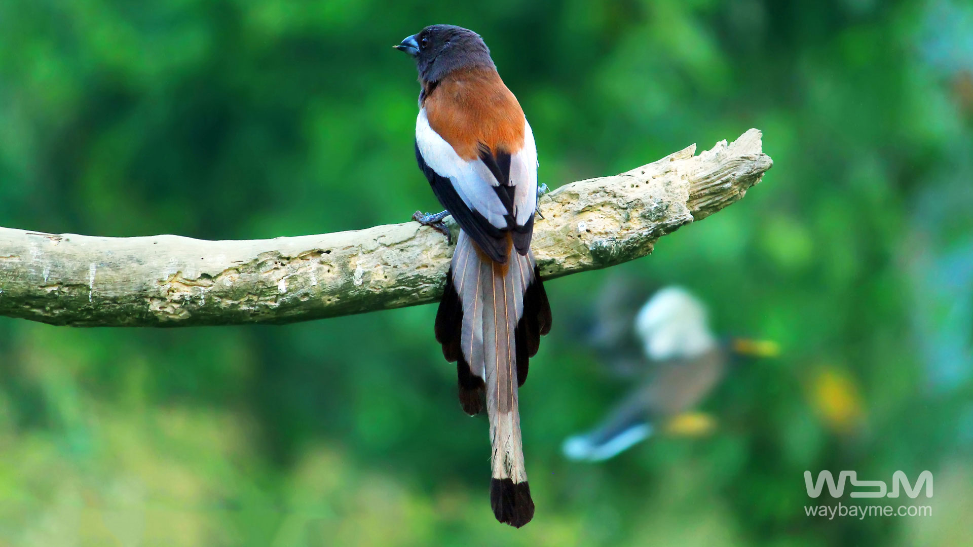 birds of Kerala, list of birds of Kerala, Birds of India, List of birds of India, Indian birds, Kerala birds, birds Kerala, India birds, Birds India, Thattakkad birds,