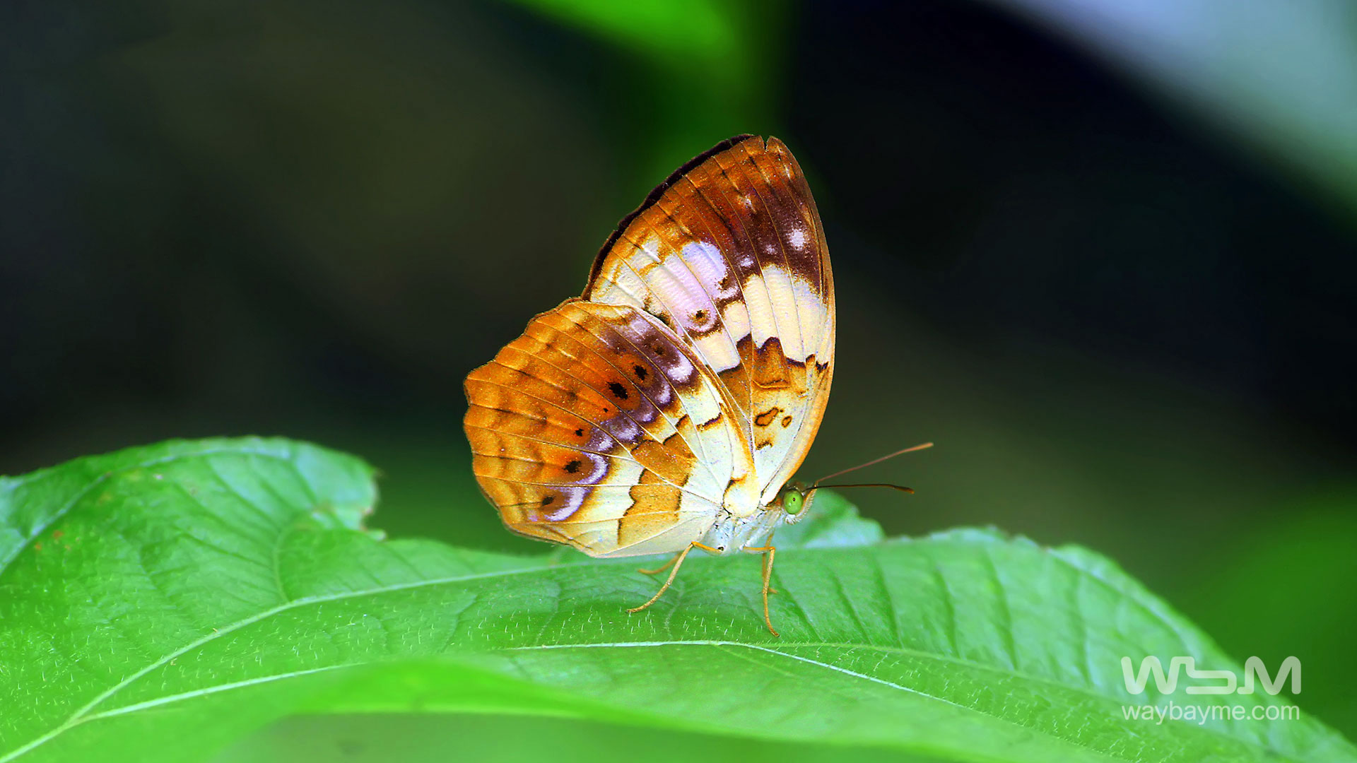 Butterflies, Kerala Butterflies, Butterflies of Kerala, Butterflies of India, Indian Butterflies, Kerala Butterflies, Photos of Butterflies, Butterflies photos, Butterfly Photos, Butterfly Malayalam names, Butterfly Images, Butterfly HD photos, Butterfly Photo, Kerala butterflies name, Kerala butterfly Name, Indian butterfly name, names of butterflies of India, names of butterflies of Kerala, Indian butterfly name, Malayalam butterfly names, butterfly name in Malayalam