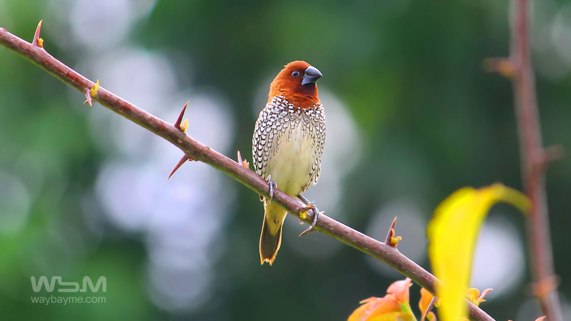 birds of Kerala, list of birds of Kerala, Birds of India, List of birds of India, Indian birds, Kerala birds, birds Kerala, India birds, Birds India, Thattakkad birds,