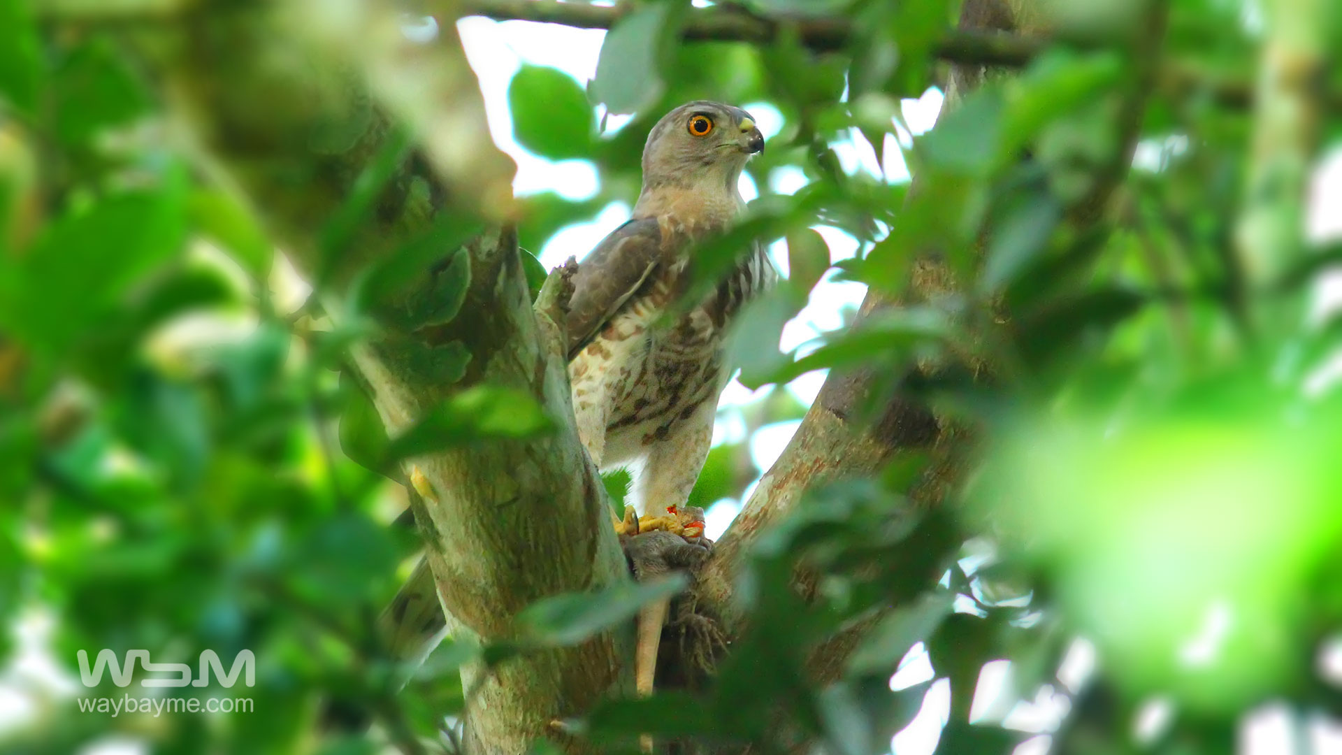 birds of Kerala, list of birds of Kerala, Birds of India, List of birds of India, Indian birds, Kerala birds, birds Kerala, India birds, Birds India, Thattakkad birds,