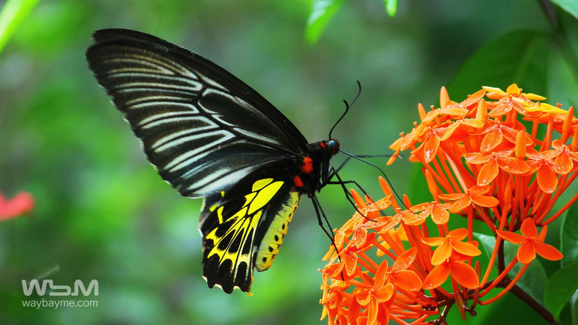 Butterflies, Kerala Butterflies, Butterflies of Kerala, Butterflies of India, Indian Butterflies, Kerala Butterflies, Photos of Butterflies, Butterflies photos, Butterfly Photos, Butterfly Malayalam names, Butterfly Images, Butterfly HD photos, Butterfly Photo, Kerala butterflies name, Kerala butterfly Name, Indian butterfly name, names of butterflies of India, names of butterflies of Kerala, Indian butterfly name, Malayalam butterfly names, butterfly name in Malayalam