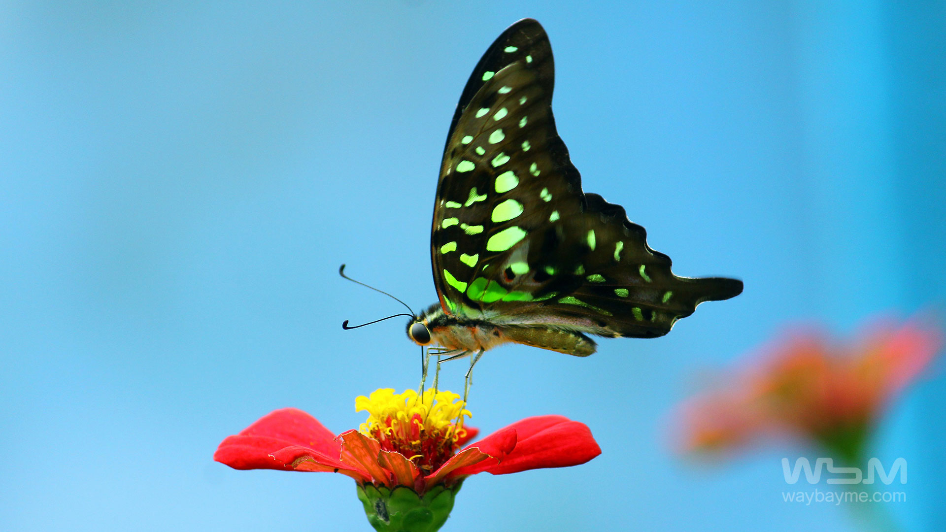 Butterflies, Kerala Butterflies, Butterflies of Kerala, Butterflies of India, Indian Butterflies, Kerala Butterflies, Photos of Butterflies, Butterflies photos, Butterfly Photos, Butterfly Malayalam names, Butterfly Images, Butterfly HD photos, Butterfly Photo, Kerala butterflies name, Kerala butterfly Name, Indian butterfly name, names of butterflies of India, names of butterflies of Kerala, Indian butterfly name, Malayalam butterfly names, butterfly name in Malayalam