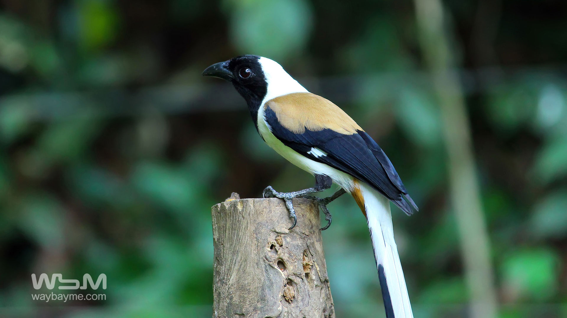 birds of Kerala, list of birds of Kerala, Birds of India, List of birds of India, Indian birds, Kerala birds, birds Kerala, India birds, Birds India, Thattakkad birds,