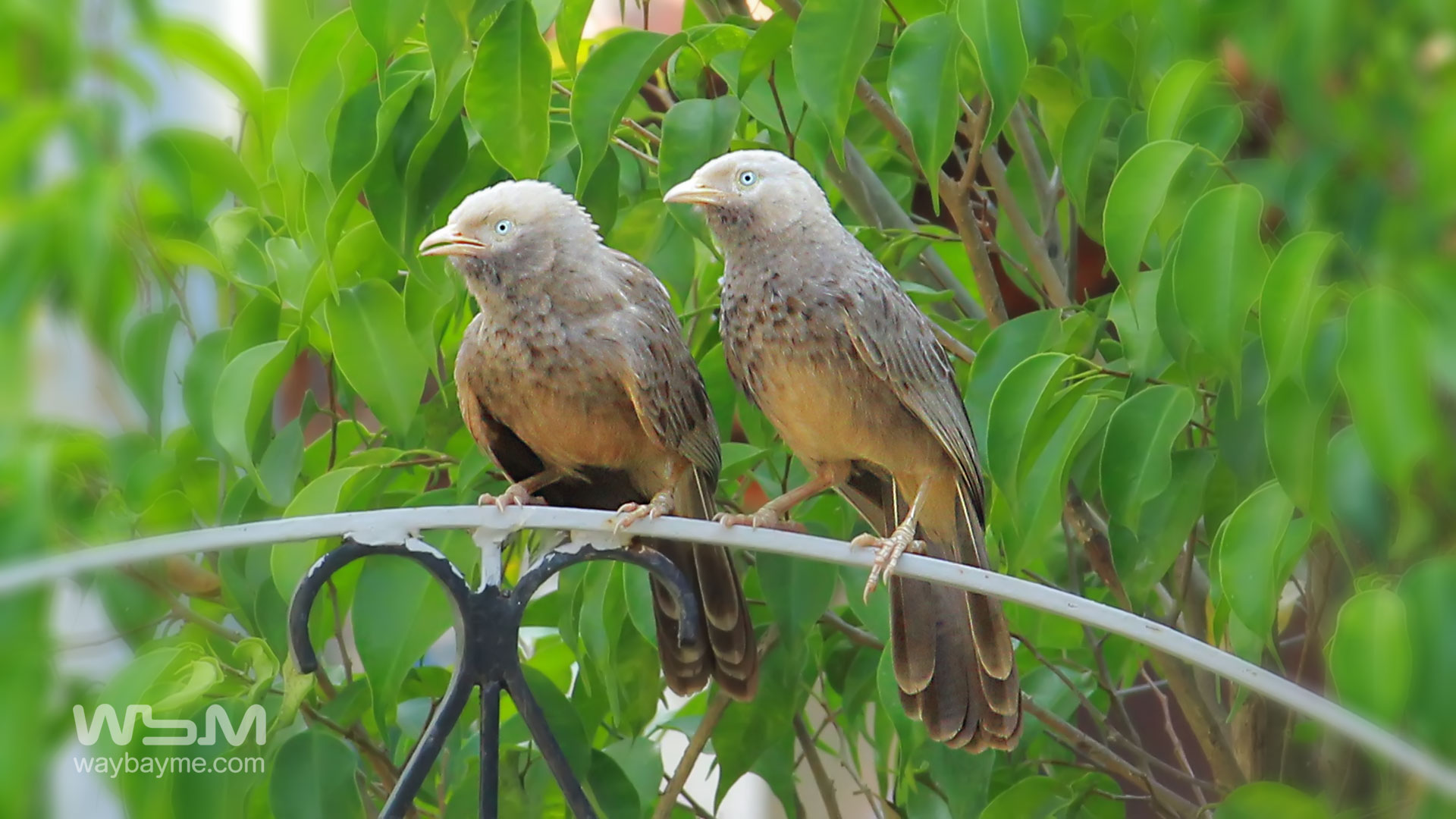 birds of Kerala, list of birds of Kerala, Birds of India, List of birds of India, Indian birds, Kerala birds, birds Kerala, India birds, Birds India, Thattakkad birds,