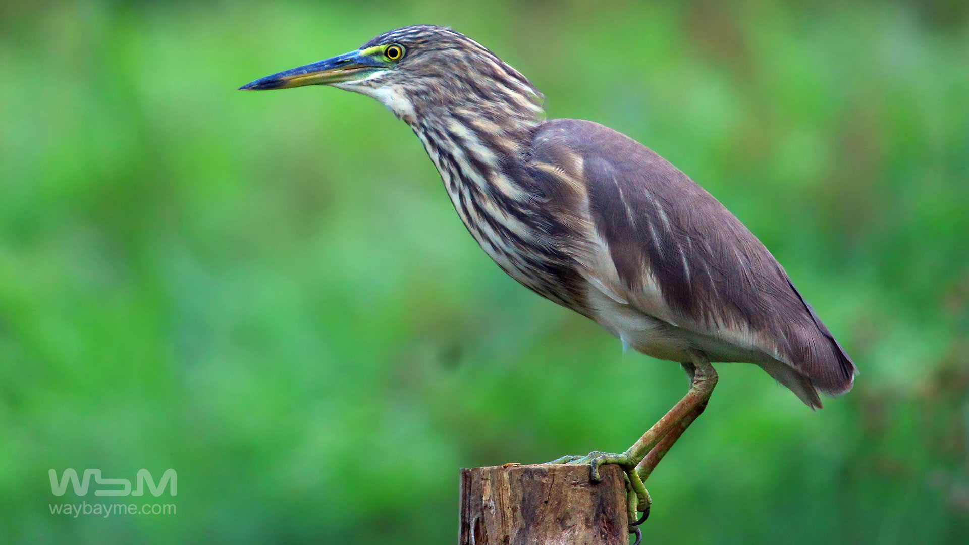 birds of Kerala, list of birds of Kerala, Birds of India, List of birds of India, Indian birds, Kerala birds, birds Kerala, India birds, Birds India, Thattakkad birds,