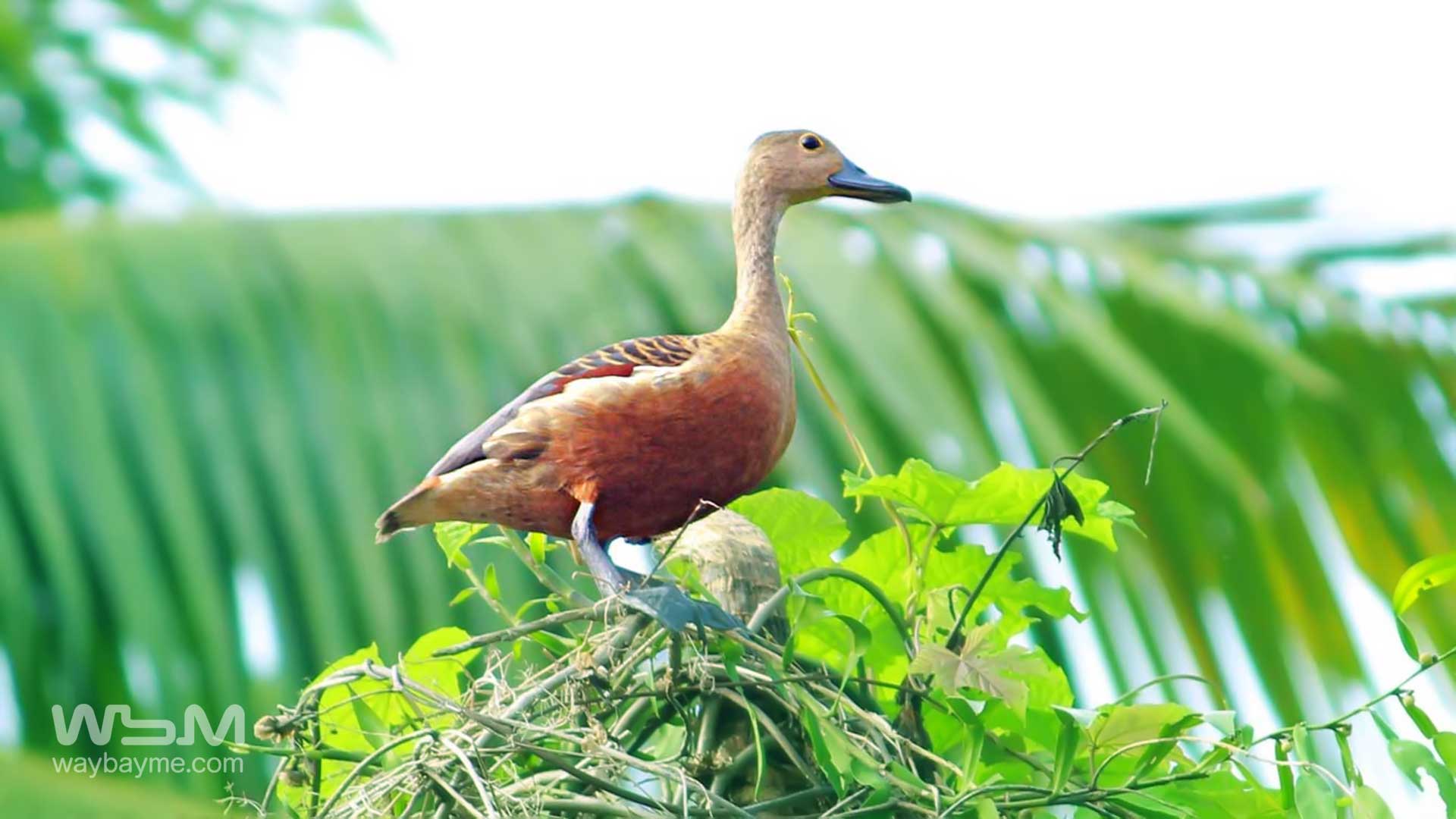 birds of Kerala, list of birds of Kerala, Birds of India, List of birds of India, Indian birds, Kerala birds, birds Kerala, India birds, Birds India, Thattakkad birds,