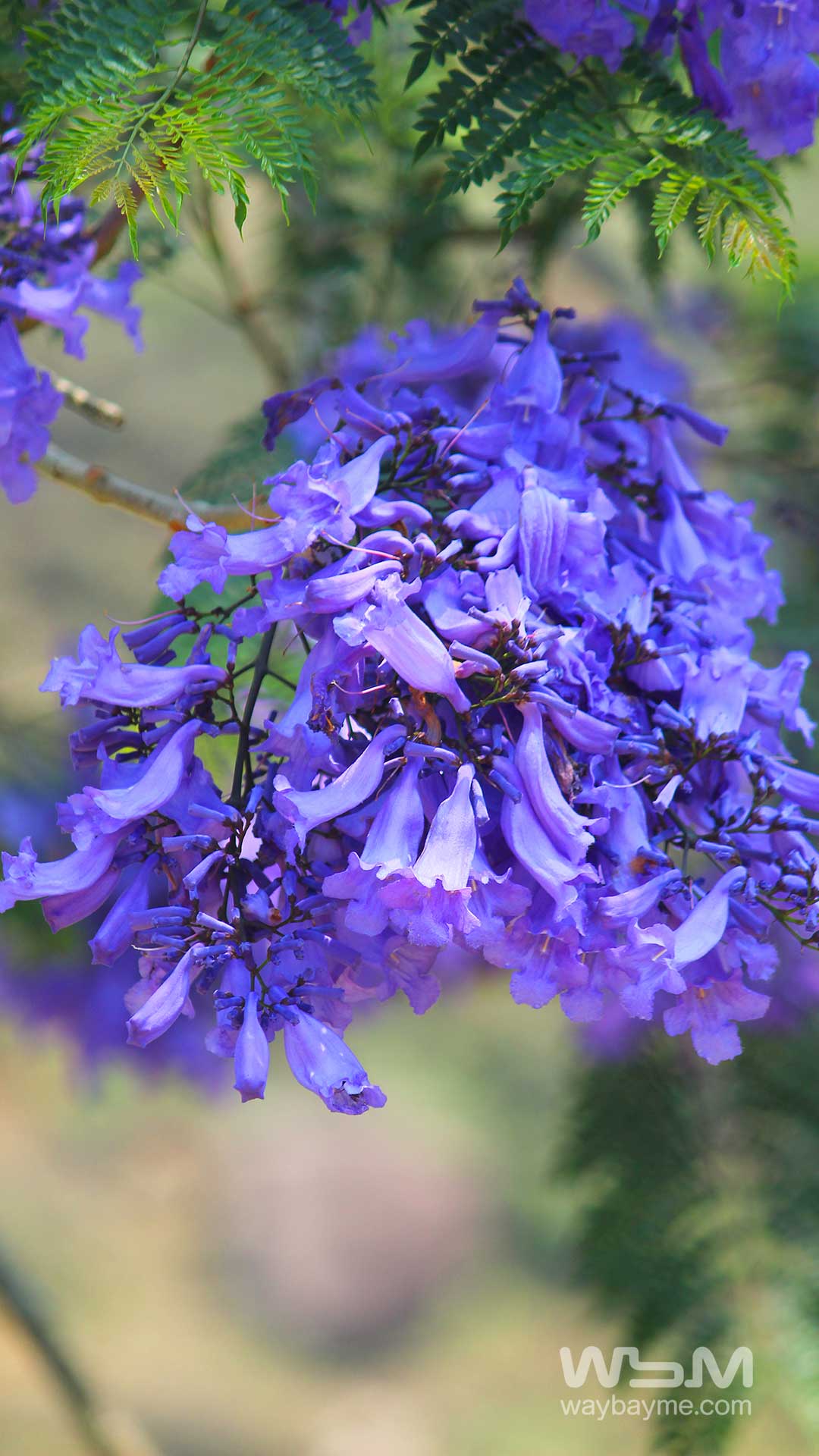 jacaranda flower, neela vaka, neelavaaka, neela vaaka, neela vaaka pookkal, blue flower munnar, flowers in munnar