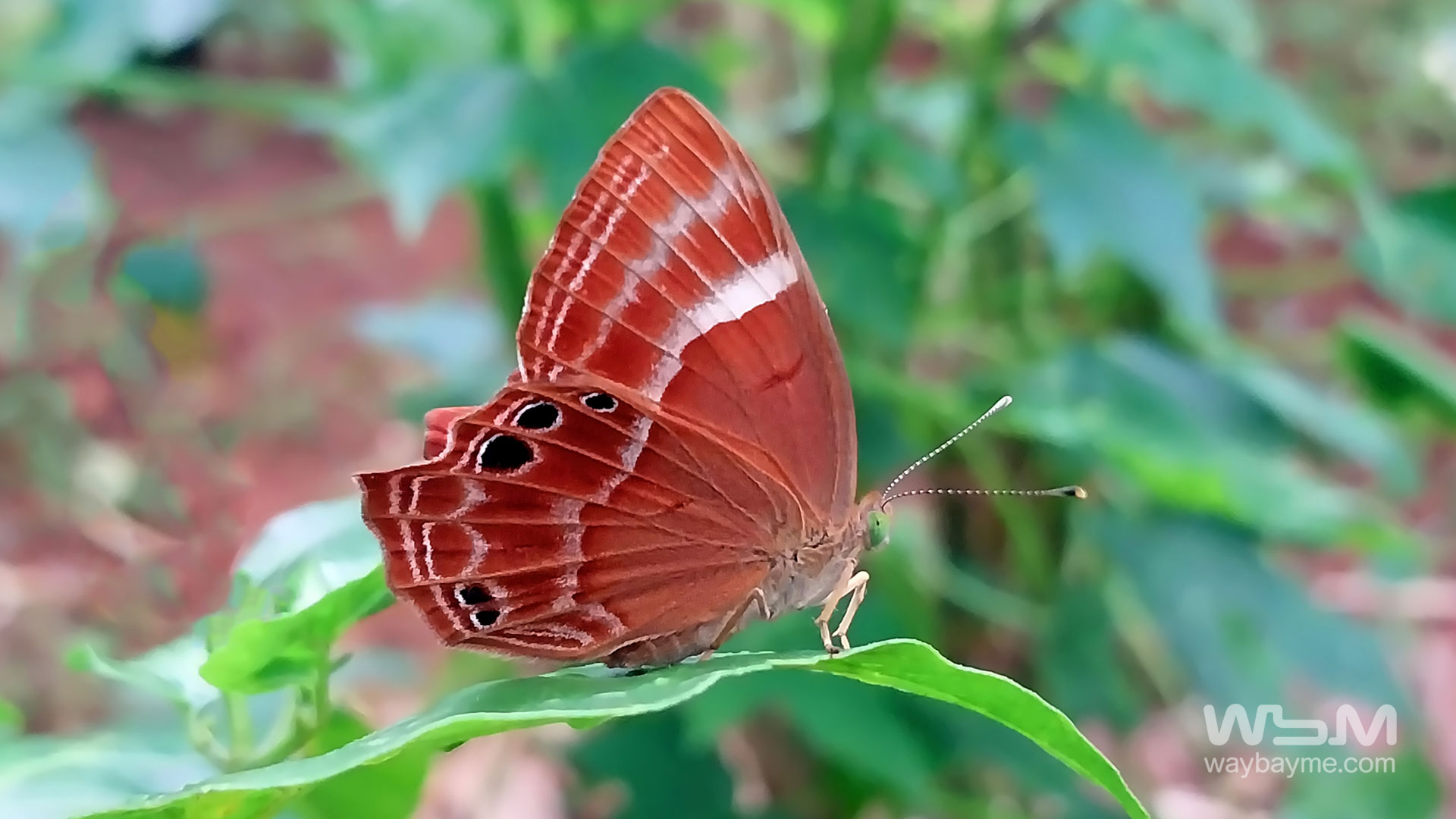 plum judy, dancing judy, butterflies of kerala, butterflies of india, attakkari salabham, aattakkaari, narthaki salabham, plum judy butterflies, Abisara echerius