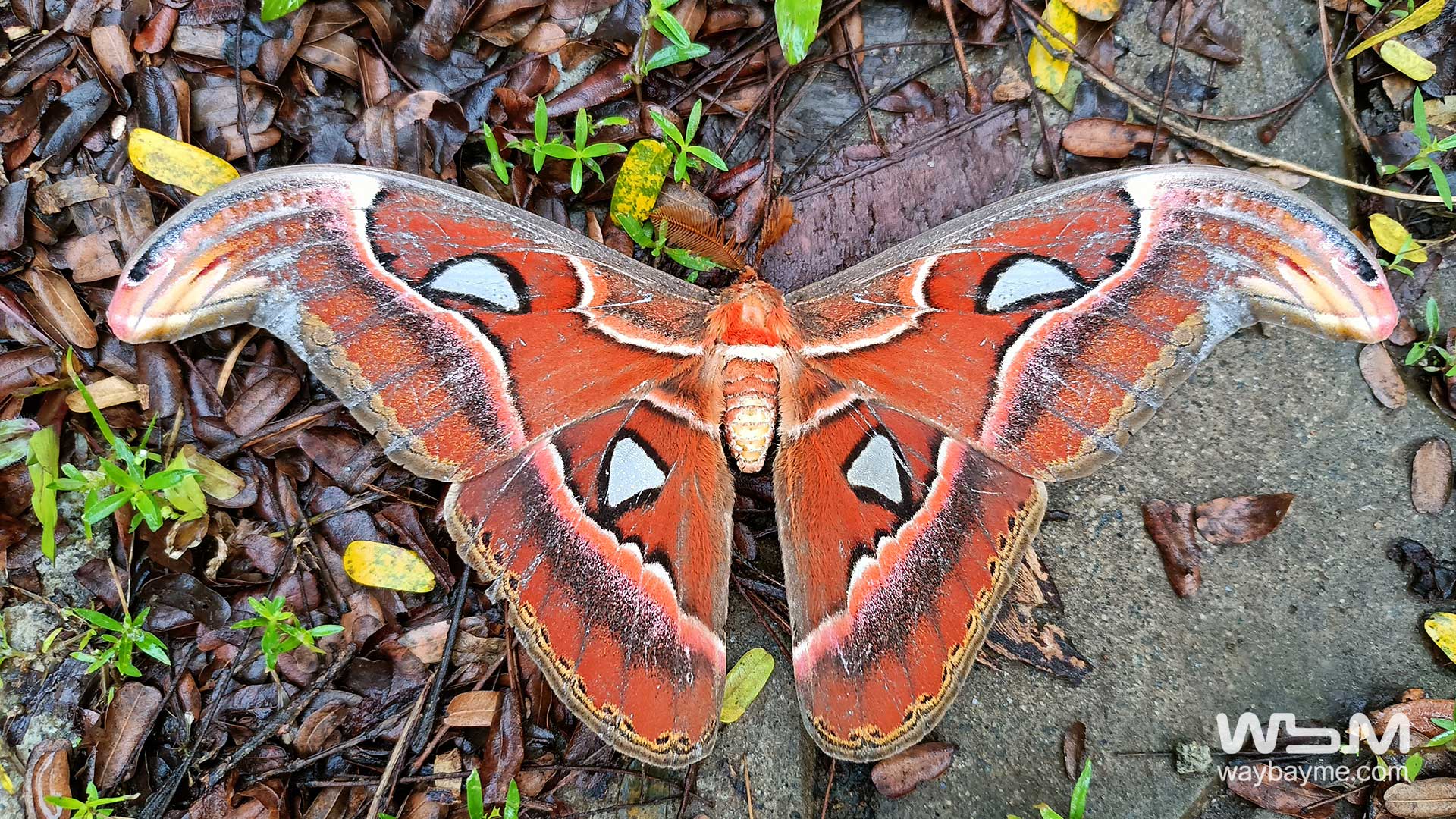 atlas moth, naga salabham, sarppa slabham, Attacus atlas, largest moth India, large moth kerala, moth india, silk moth